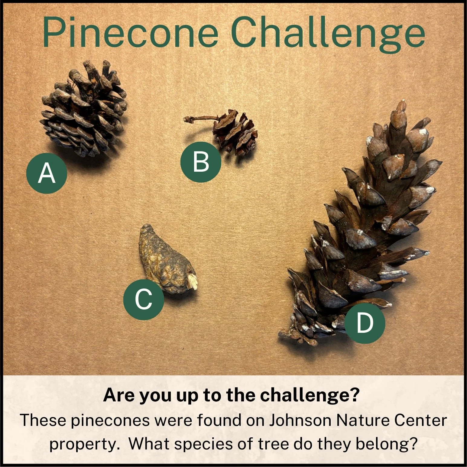 Check how well do you know pinecones in the area. 
1) Which pinecone is from a tree that is native to China?
2) Which pinecone is from Michigan&rsquo;s State Tree?
3) Which pinecone needs fire to open?
4) Which pinecone is from a tree that is not con