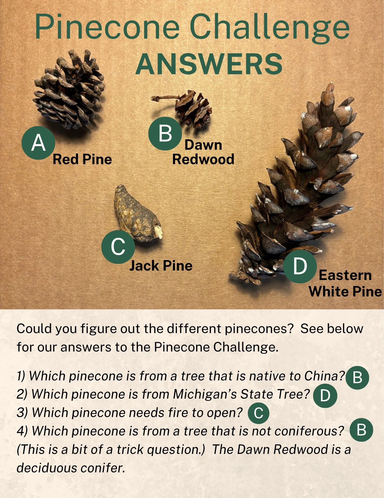 Come out and explore the nature center and see if you can find these pinecones and maybe find some others.  See you on the trails.