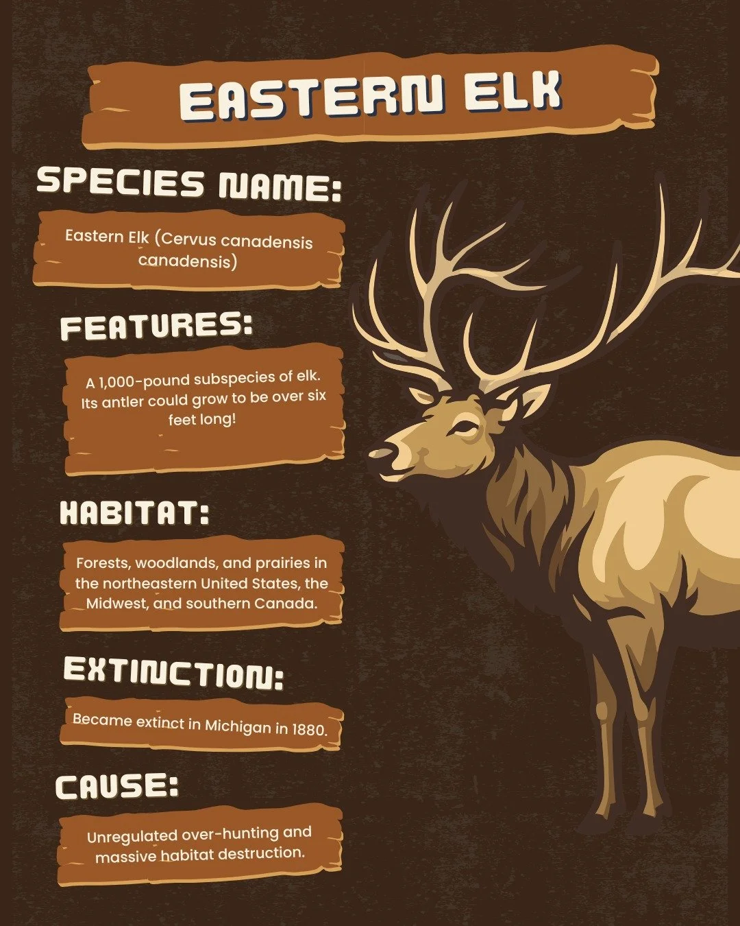 Eastern elk were once widespread in Michigan and throughout the northeastern region, but this subspecies was driven to extinction by rampant overhunting and habitat loss. The Michigan population went extinct in 1880. Different elk species have since 