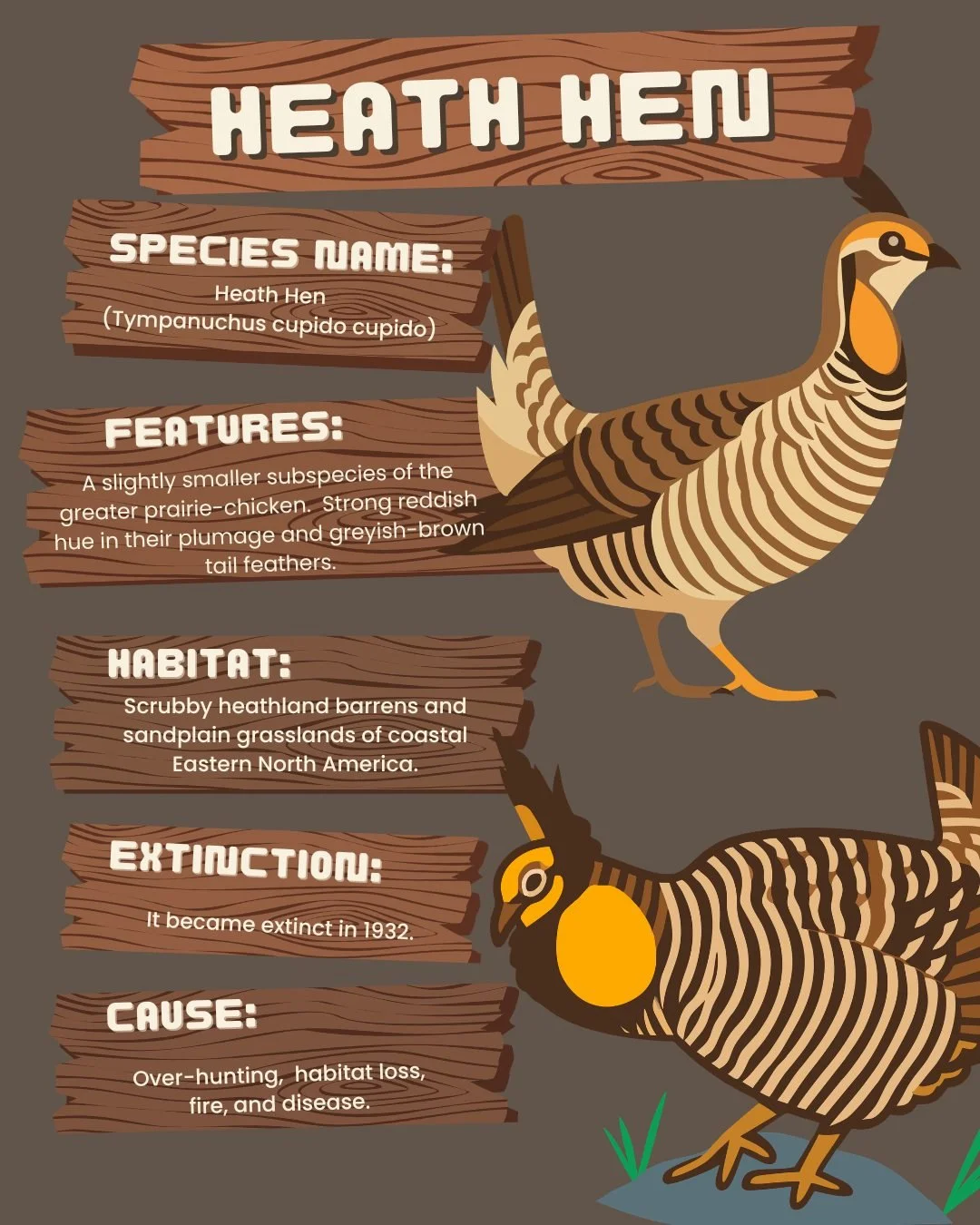 The heath hen was another once wide ranged bird. Some believe it was the first Thanksgiving bird, not the turkey. Hunting certainly didn&rsquo;t help, but domesticated cats also caught and killed these flightless birds. They went extinct in Michigan,