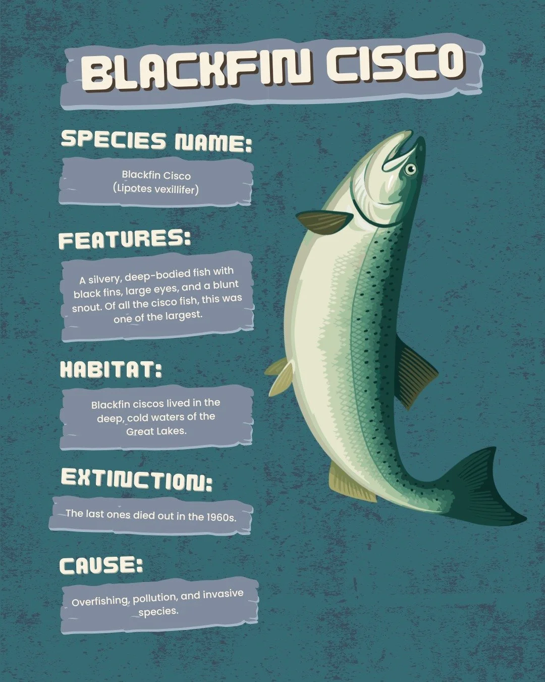 Blackfin Cisco, Deepwater Cisco, and Shortnose Cisco. Several cisco fish species found in Michigan have been extirpated since 1970. While over fishing certainly didn&rsquo;t help, the final nail in the underwater coffin were invasive species introduc