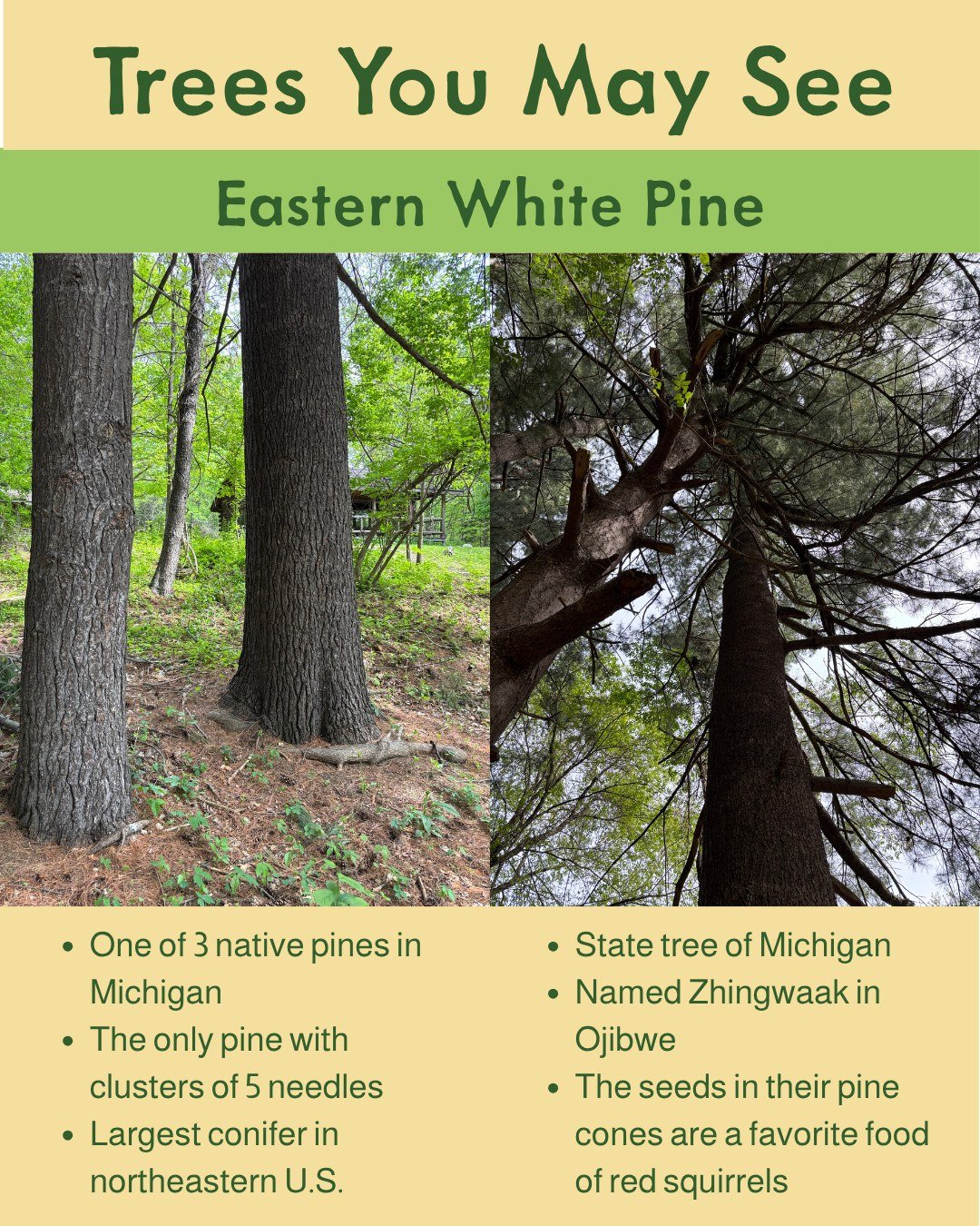 Meet the majestic Eastern White Pine. 
Did you know it&rsquo;s one of only 3 native pine species in Michigan - and the only one with needles growing in clusters of five? Nature&rsquo;s little high-five! 

As the largest conifer in the northeastern U.