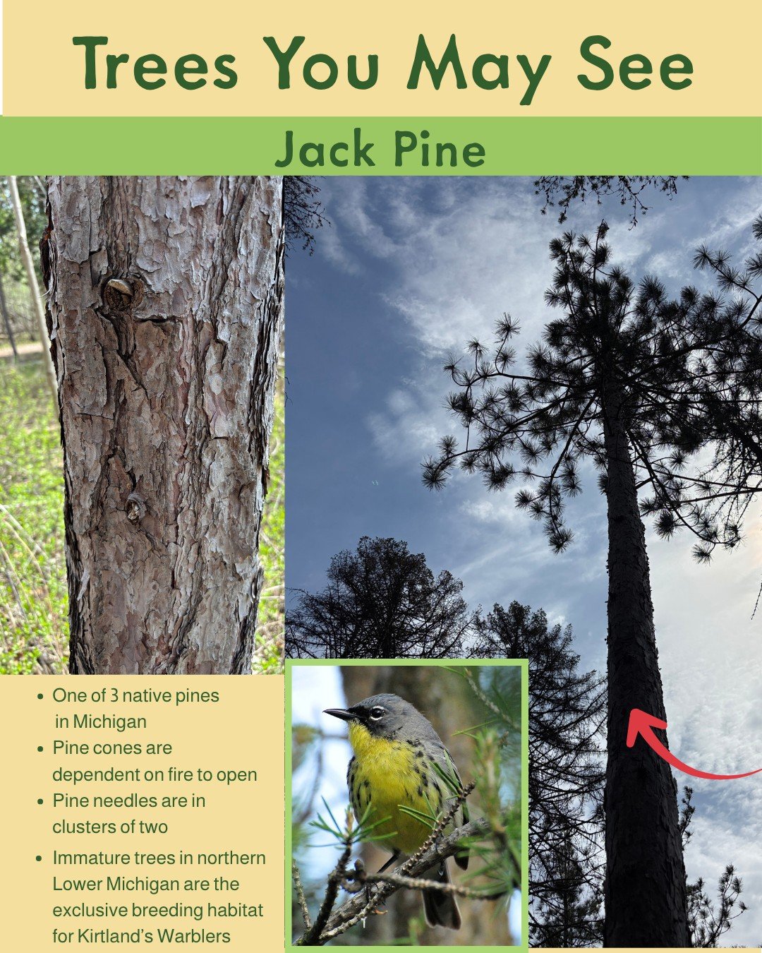 Have you seen this Michigan native pine? 
Its pine cones need fire to open, its needles grow in pairs, and young forests of these trees provide the exclusive breeding habitat for the Kirtland&rsquo;s Warbler in northern Lower Michigan.