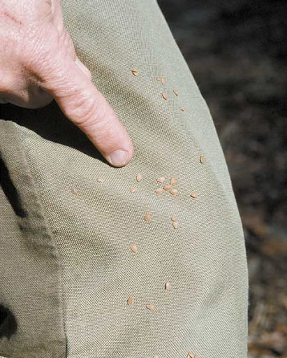 Plant Rant: Beggar’s Lice — JohnsonNatureCenter