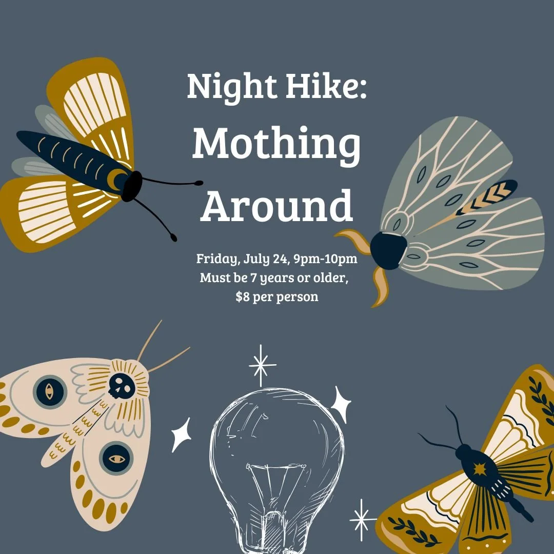 Moth Night Hike - Cathy Molitor.jpg