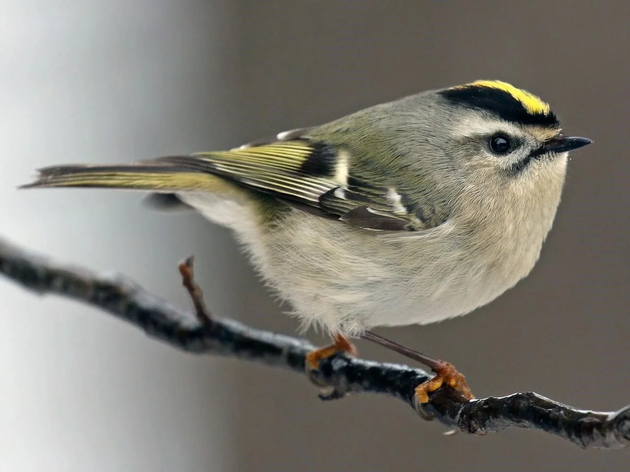 kinglet.jpg