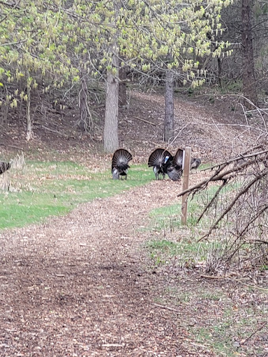 Creature Feature: Gobble It Up — JohnsonNatureCenter