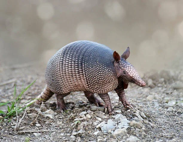 nc newsletter Nine-banded armadillo.jpg