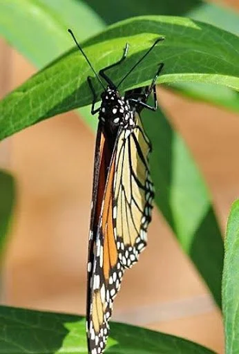 Mathali Insect Naturalist Notes: Insect M.A.S.H. — JohnsonNatureCenter