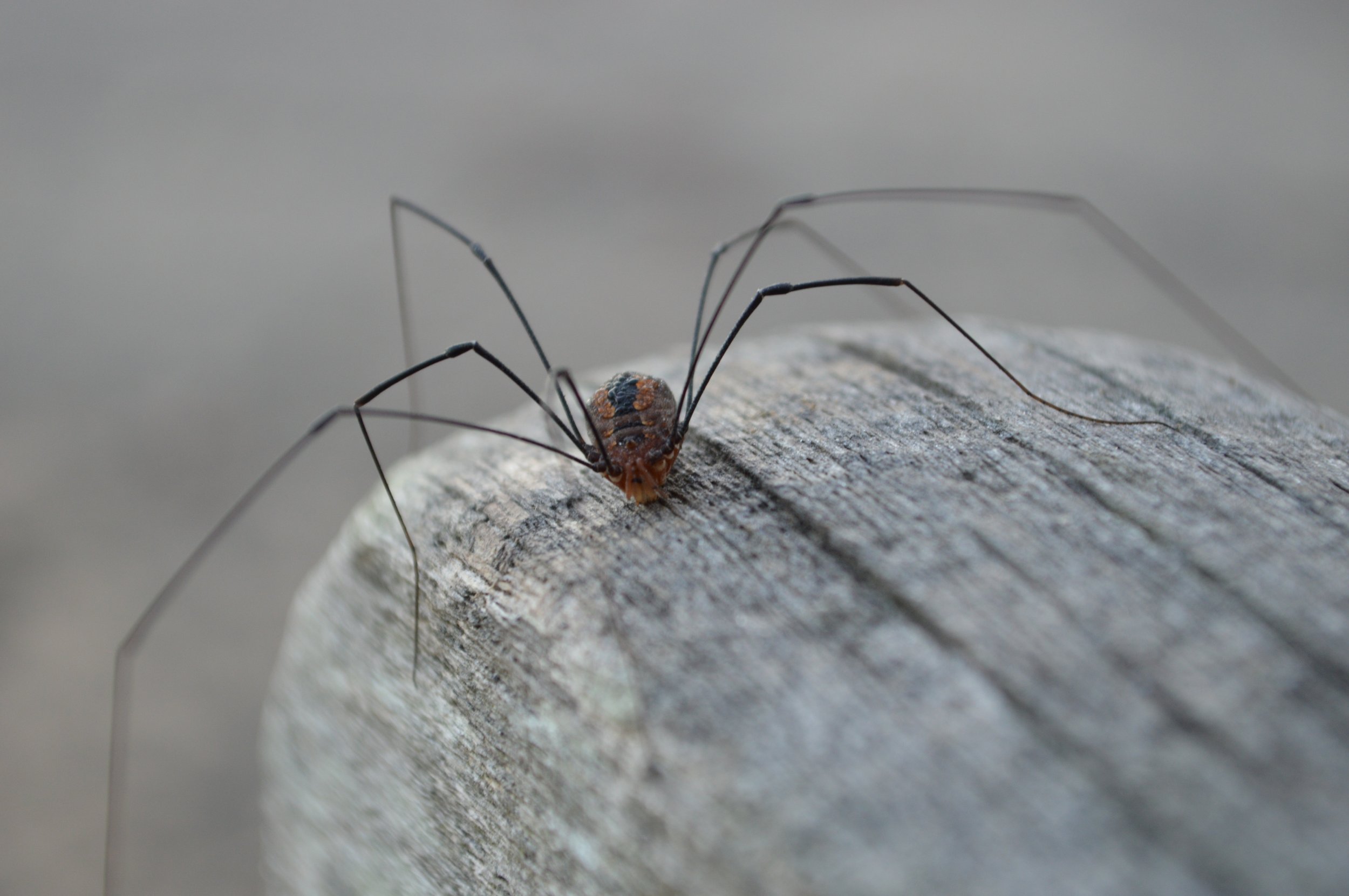 Daddy Longlegs: Arachnids, but Not Spiders