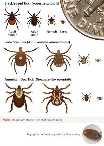 Tick Talk: Naturalist Notes — JohnsonNatureCenter