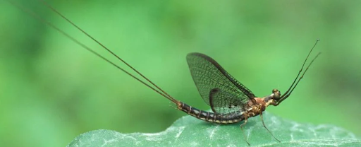 Creature Feature: Mayday Mayfly Mayhem — JohnsonNatureCenter