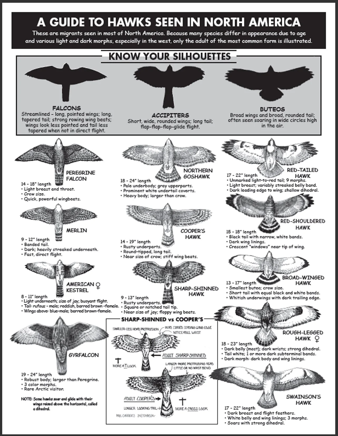 Where’s the Kettle?: Naturalist Notes — JohnsonNatureCenter