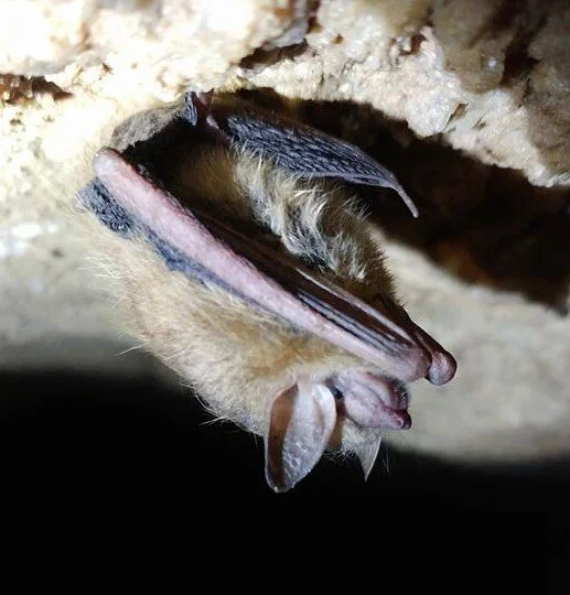 Animals — Bluff Dwellers Cave