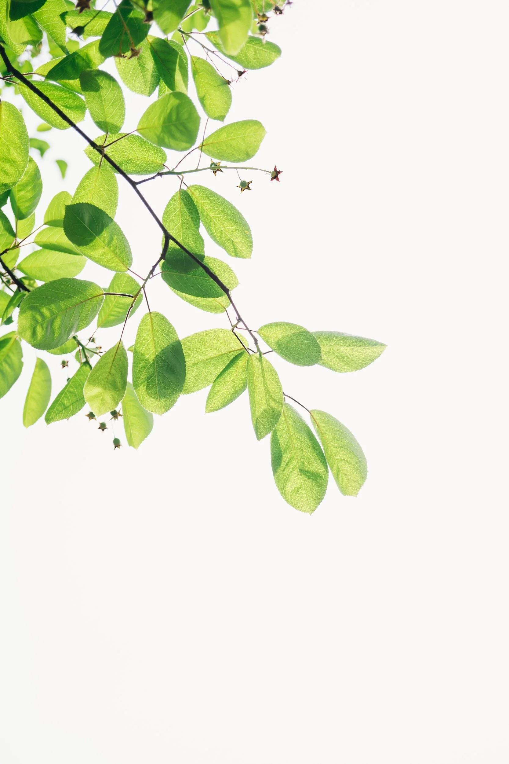 Pacific Diversified Insurance