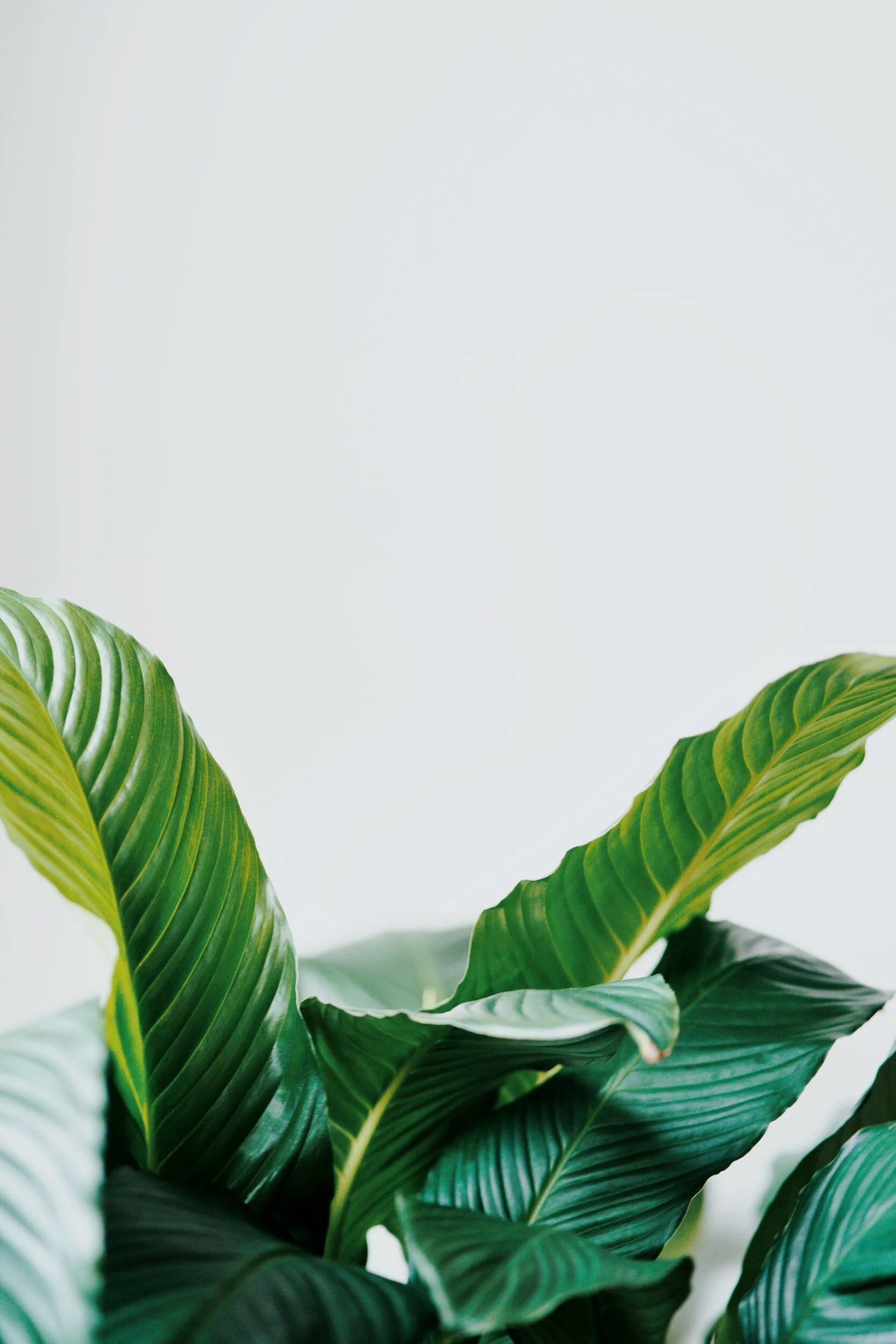 Pacific Diversified Insurance