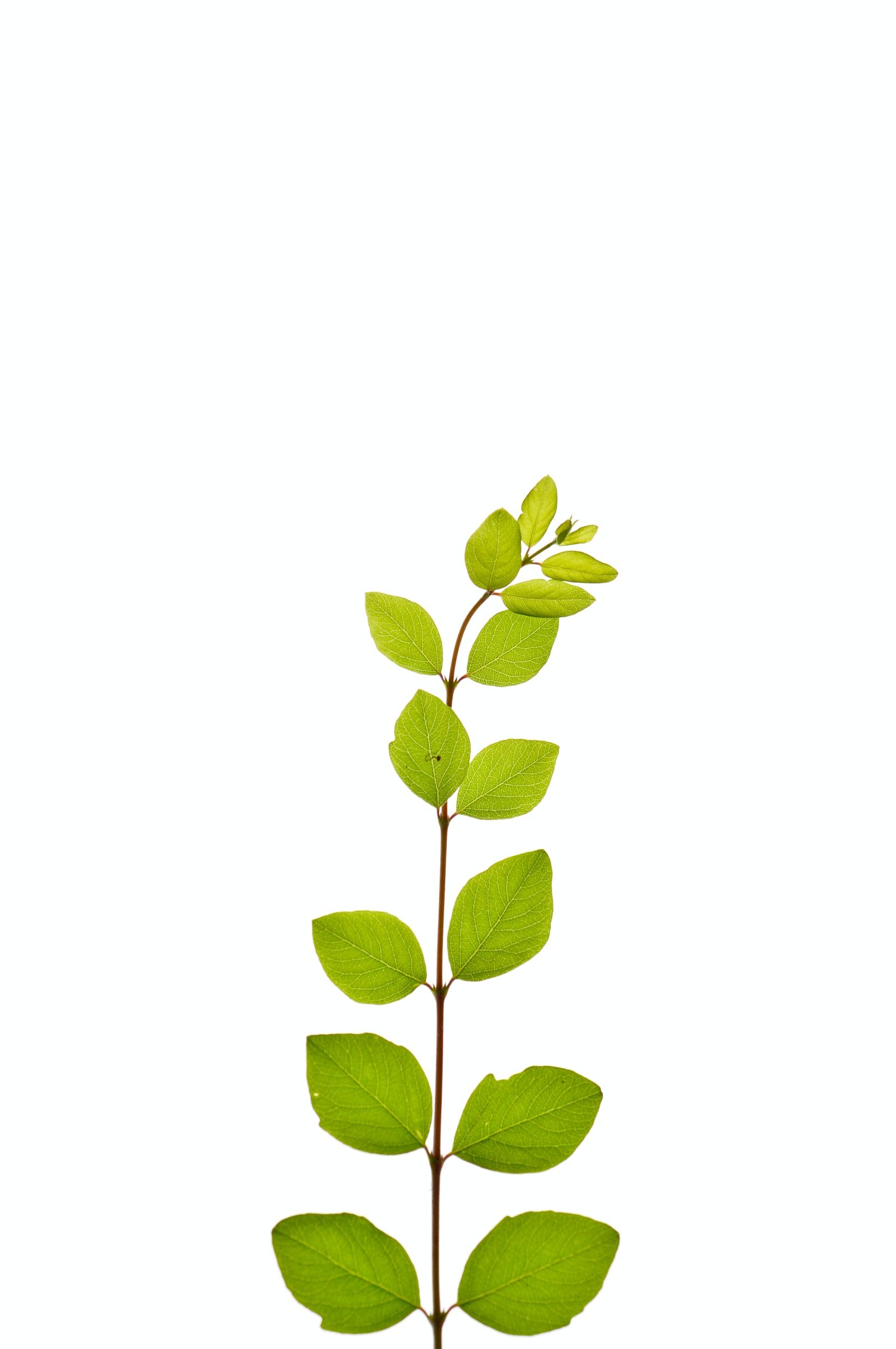 Pacific Diversified Insurance