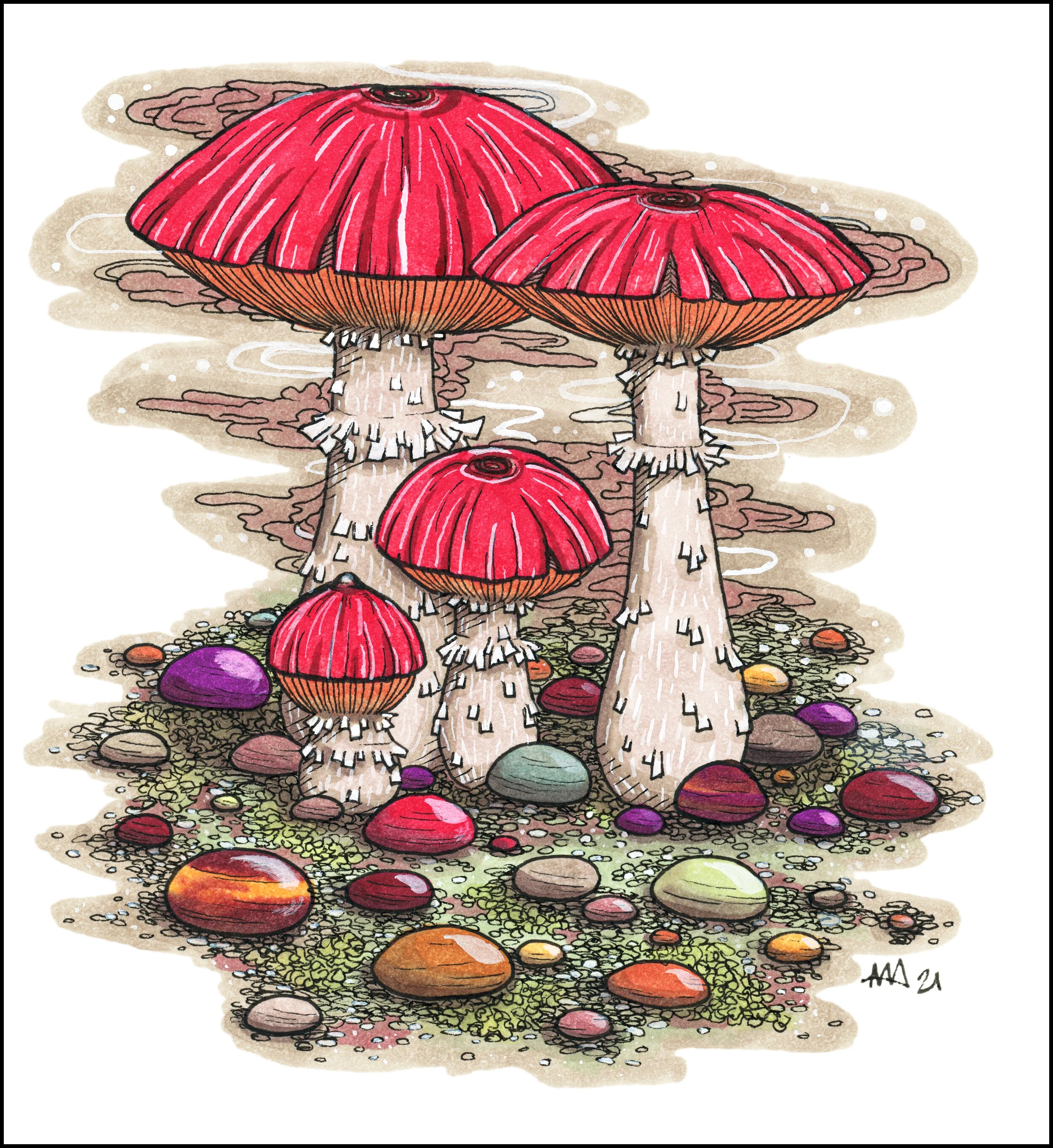 Mushrooms and Stones
