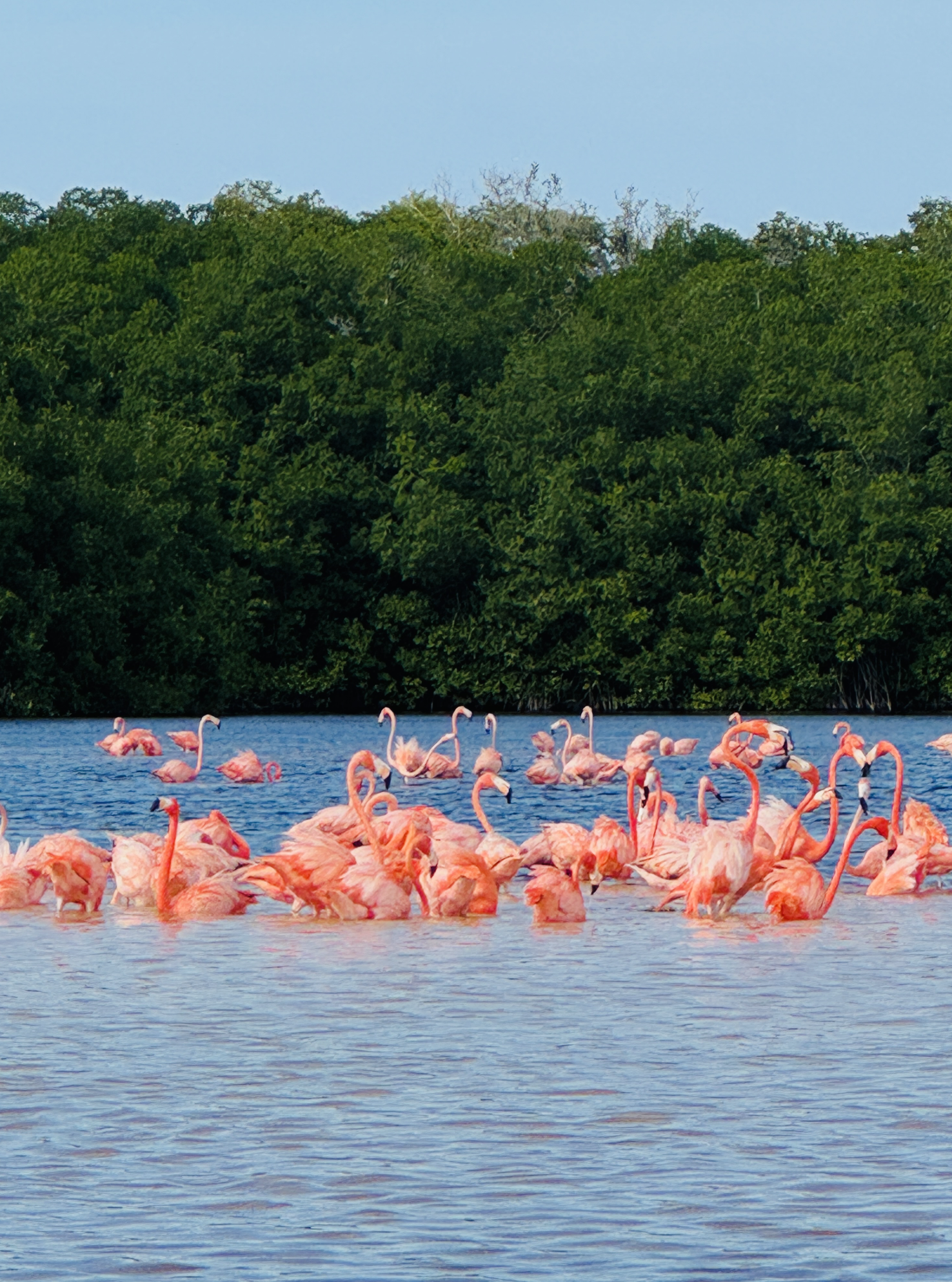 Flamingo and bird watching in Celestún