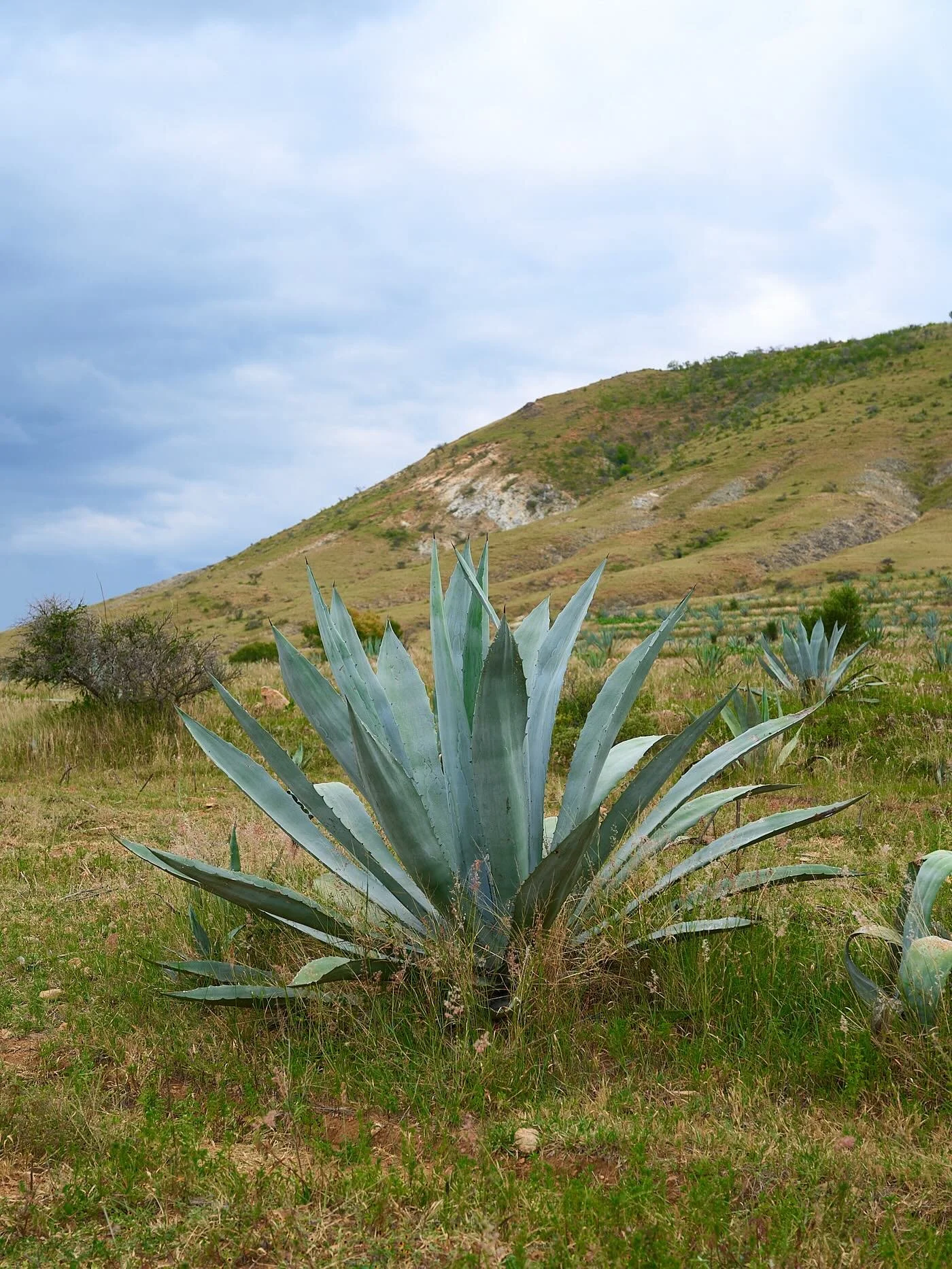 In Santa Catarina Minas, wild agaves are found such as Espadín, Tobalá, Tobasixche and Coyote. Some are left in the ground for ten years before they are cut and begin the process of mezcal, where generations of families have tended thes