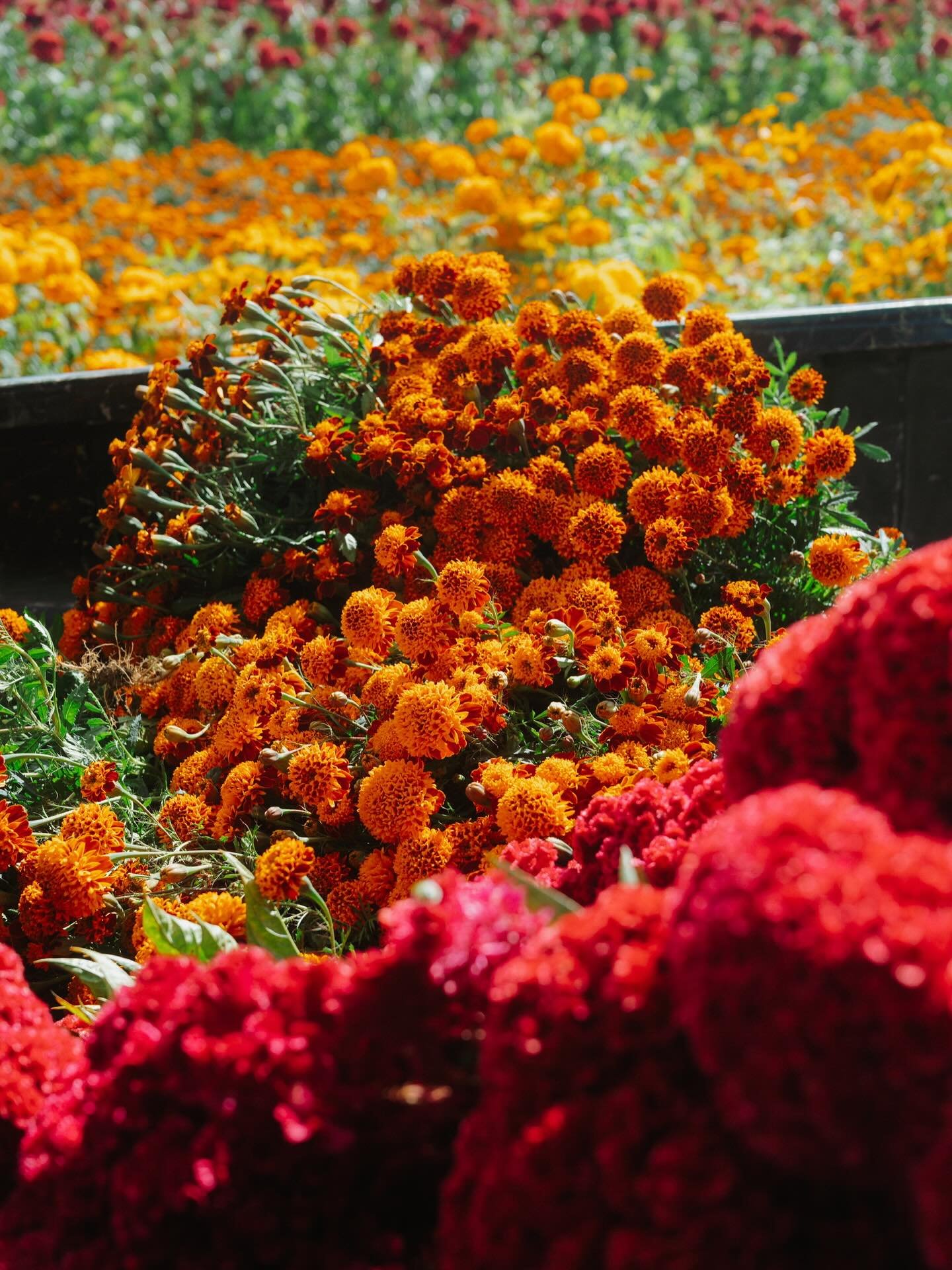 Class of &lsquo;25 D&iacute;a de Muertos Food Tour

Here's 20 incredible moments:
- The fields of Cempasuchil
- Cutting flowers for our altar
- Visiting Atzompa's graveyard
- Learning about the backstrap weaving in Santo Tom&aacute;s Jalietza
- Grave