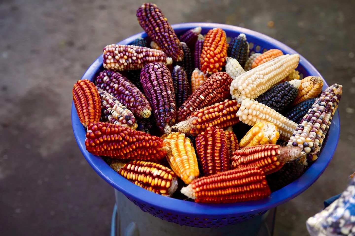 Join Chef Kaelin Ulrich Trilling for a walk through the biggest market of Oaxaca

Start the day learning about the bold flavors of the Istmo de Tehuantepec: sun dried fish, shrimp of all sizes, and totopos. Continue navigating the aisles of the marke