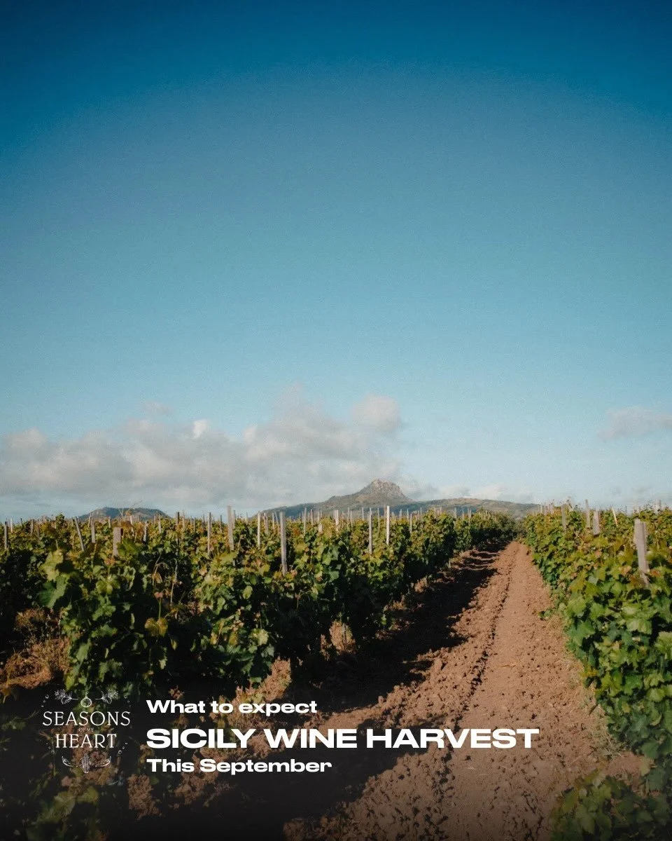 From Palermo to Etna, our first Wine tour is taking place in fall just in time for the grape harvest.

Join us in Sicily from the 10th through the 20th of September.