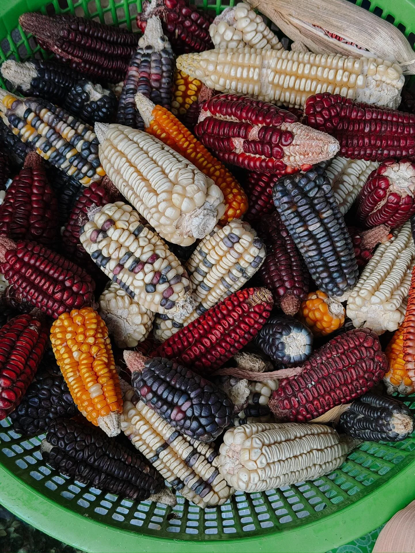 Ma&iacute;z criollo from Valles Centrales in Oaxaca is regularly bolita blanco and its color variations in red, purple and yellow. 

During the Chef&rsquo;s Intensive course, you learn about the nixtamal process and visit the molino cooperative,where