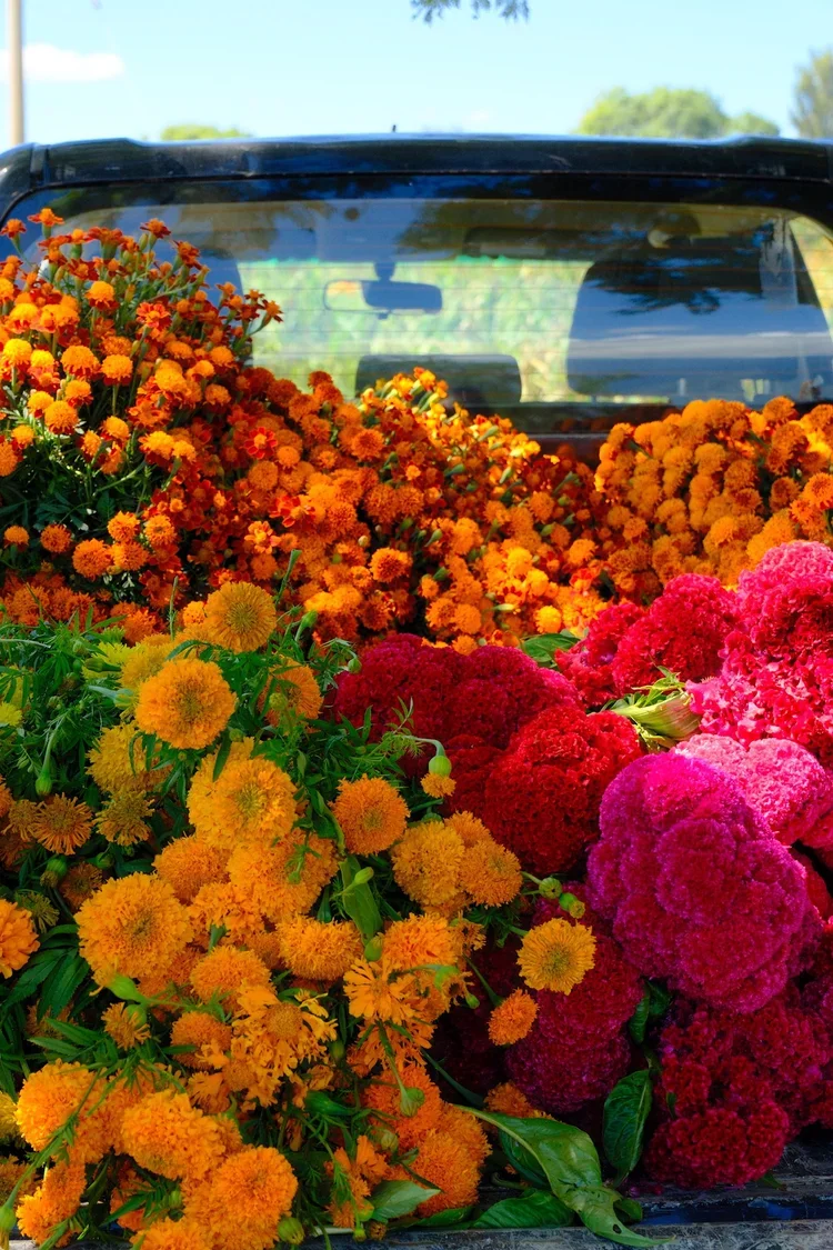 Cempasúchil, a flower full of tradition