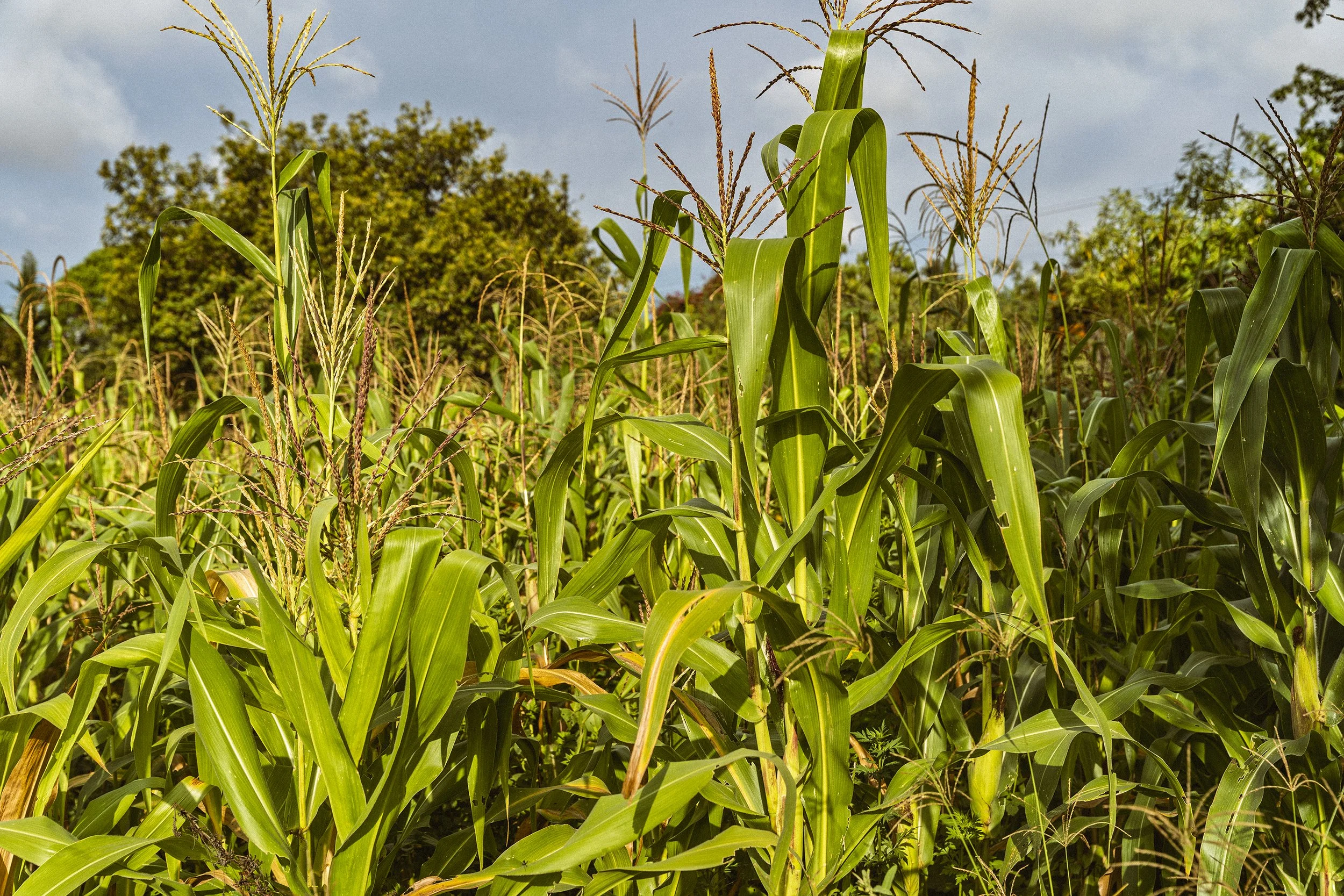 The four most eaten ingredients in Mexico