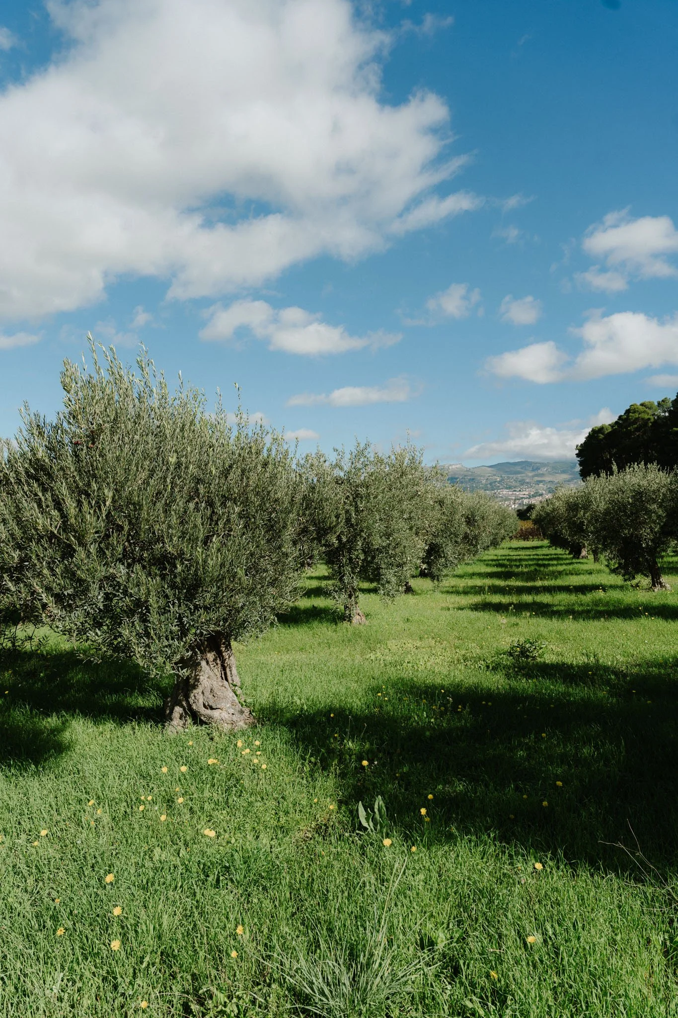 Olive oil tasting in the countryside