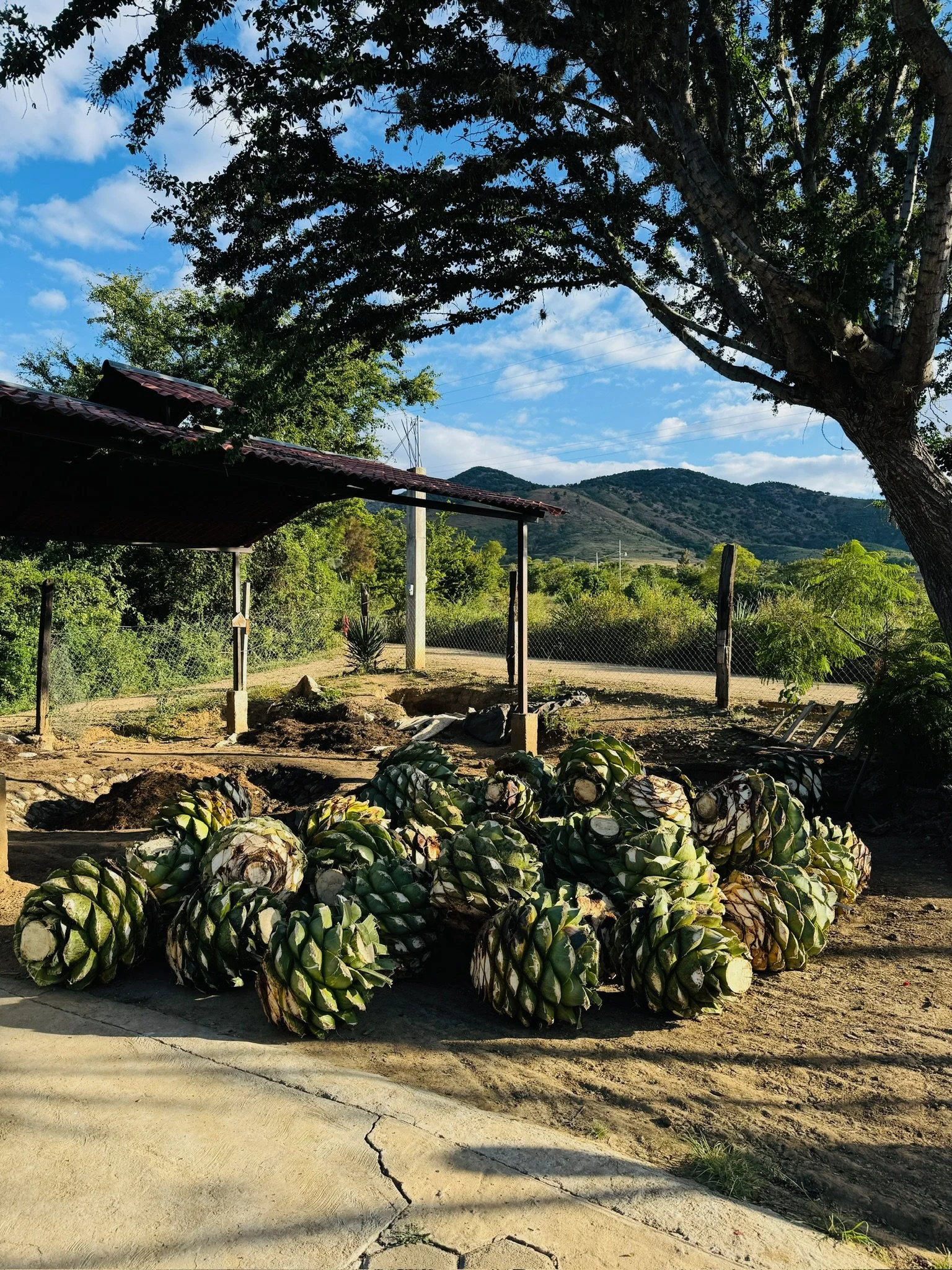 SOMH-Oaxaca-Mezcal-Tasting.JPG