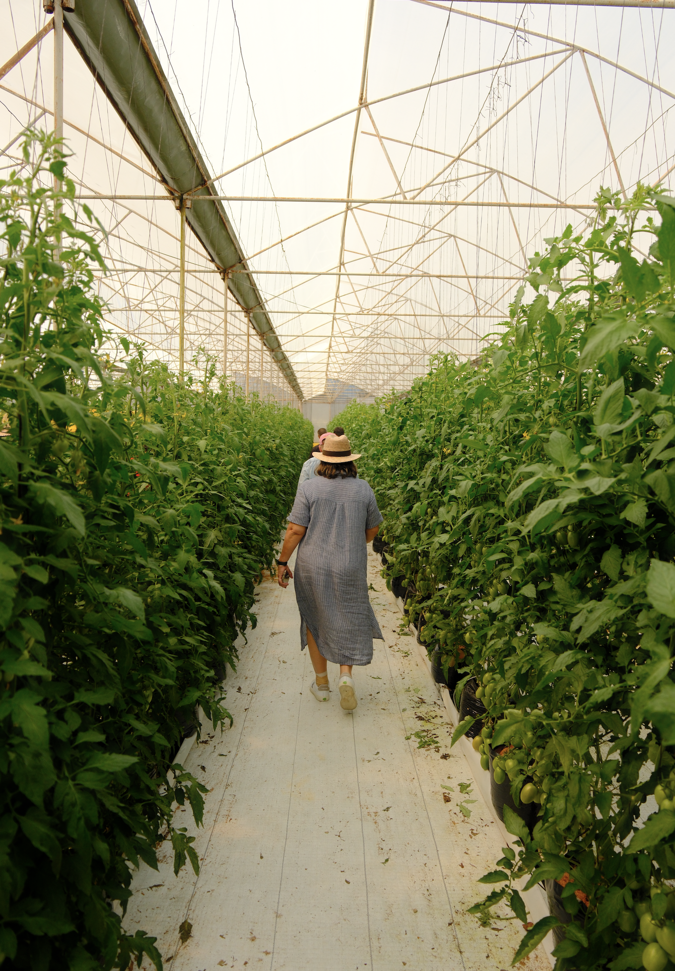 Visiting a tomato farm