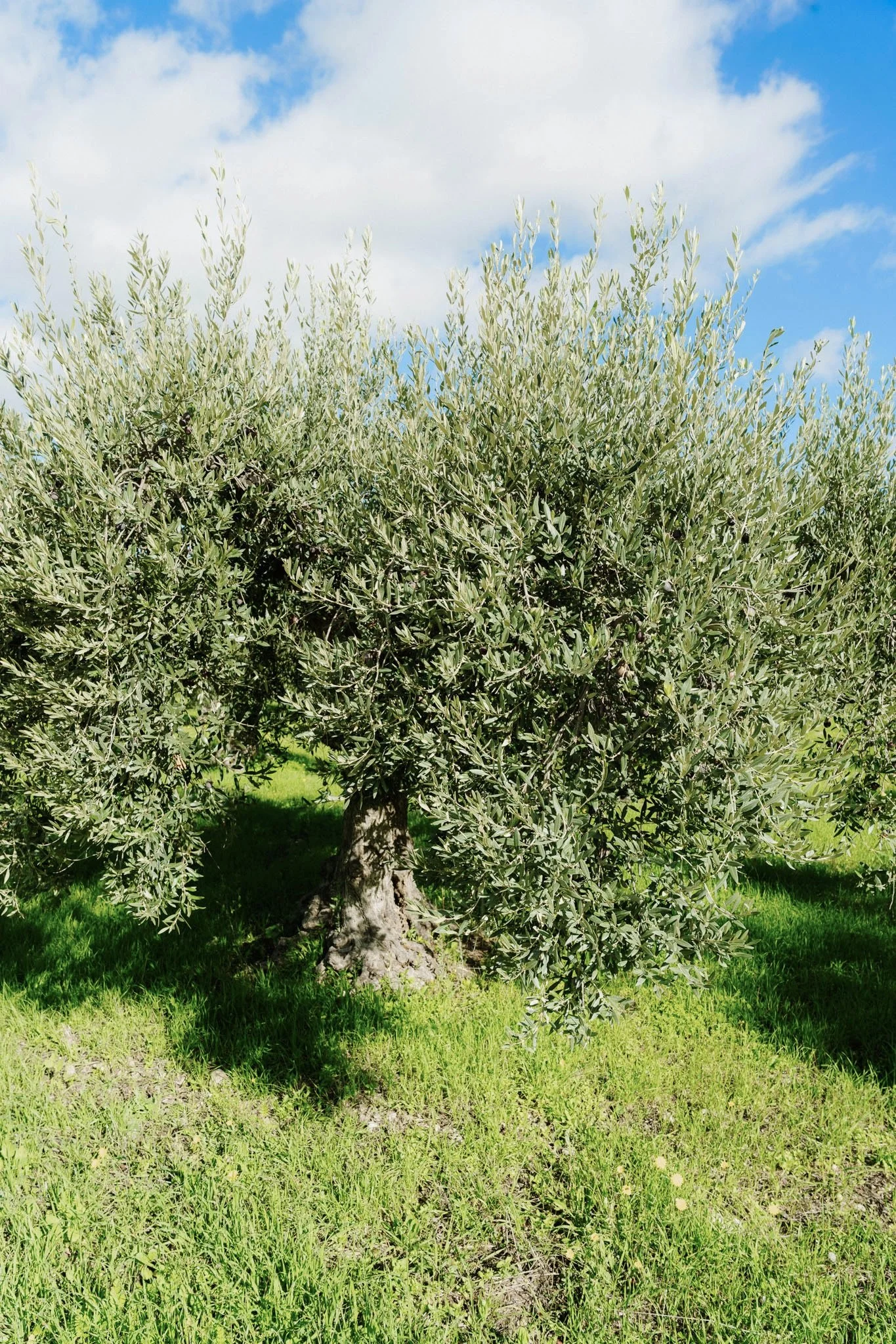Olive Grove.jpg