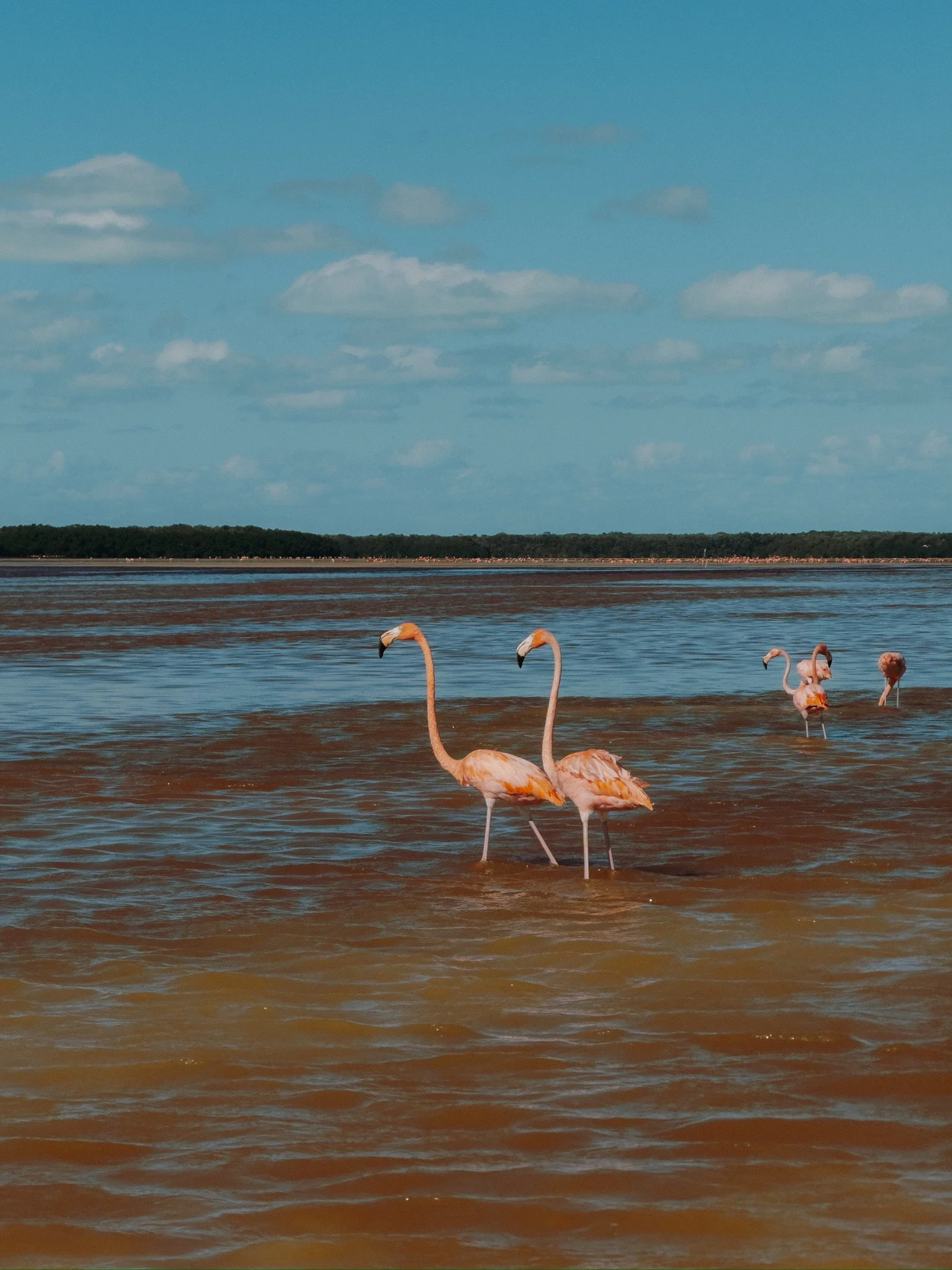 Flamingo and bird watching in Celestún