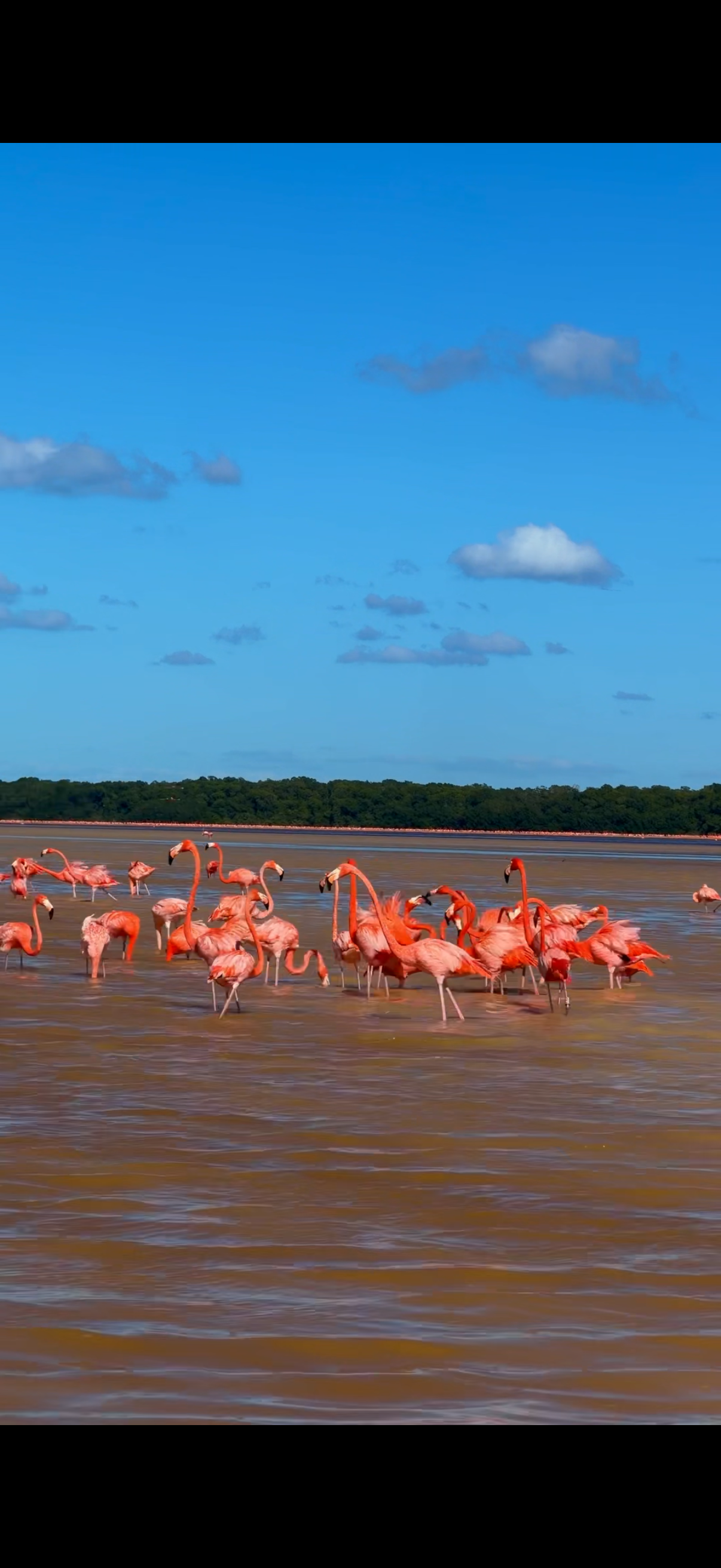 Flamingo and bird watching in Celestún