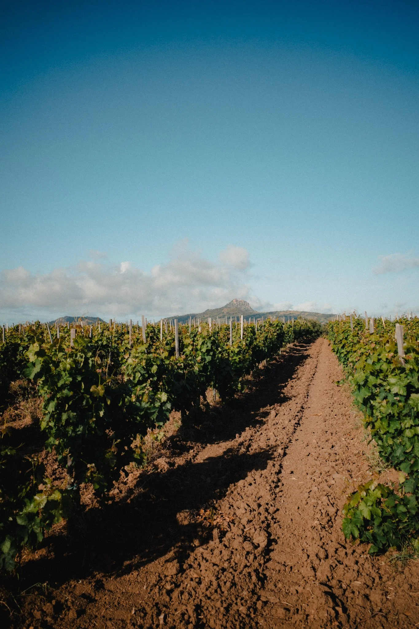 Wineyards Sicily Etna.jpg