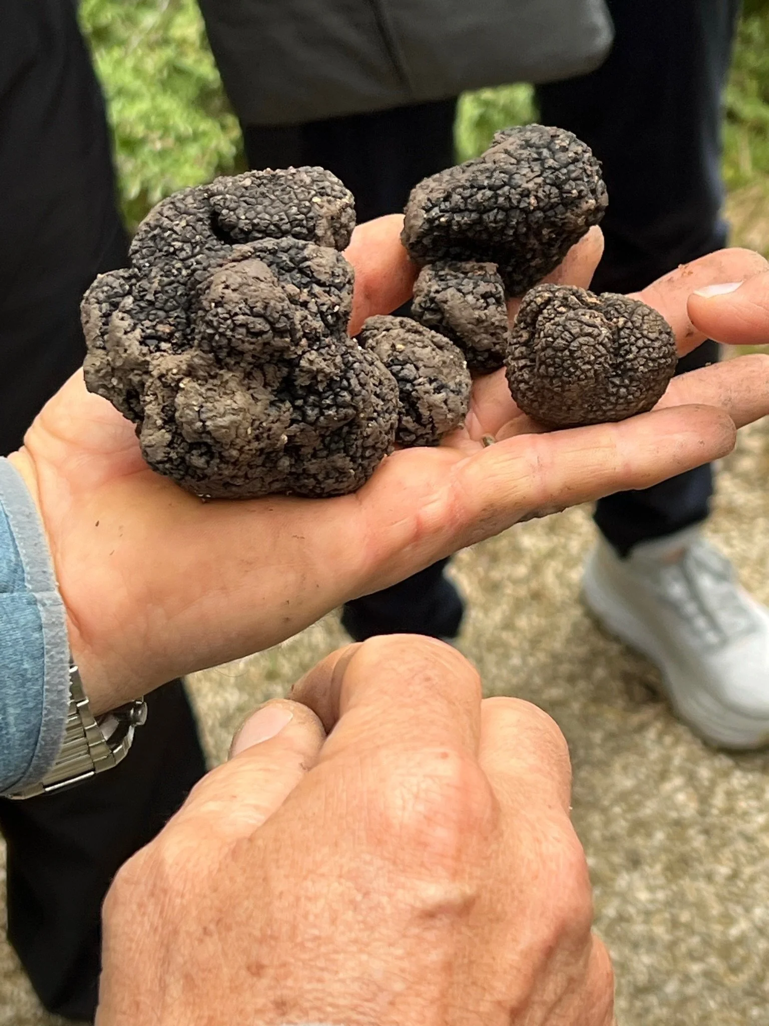Truffle Hunting in Sicily