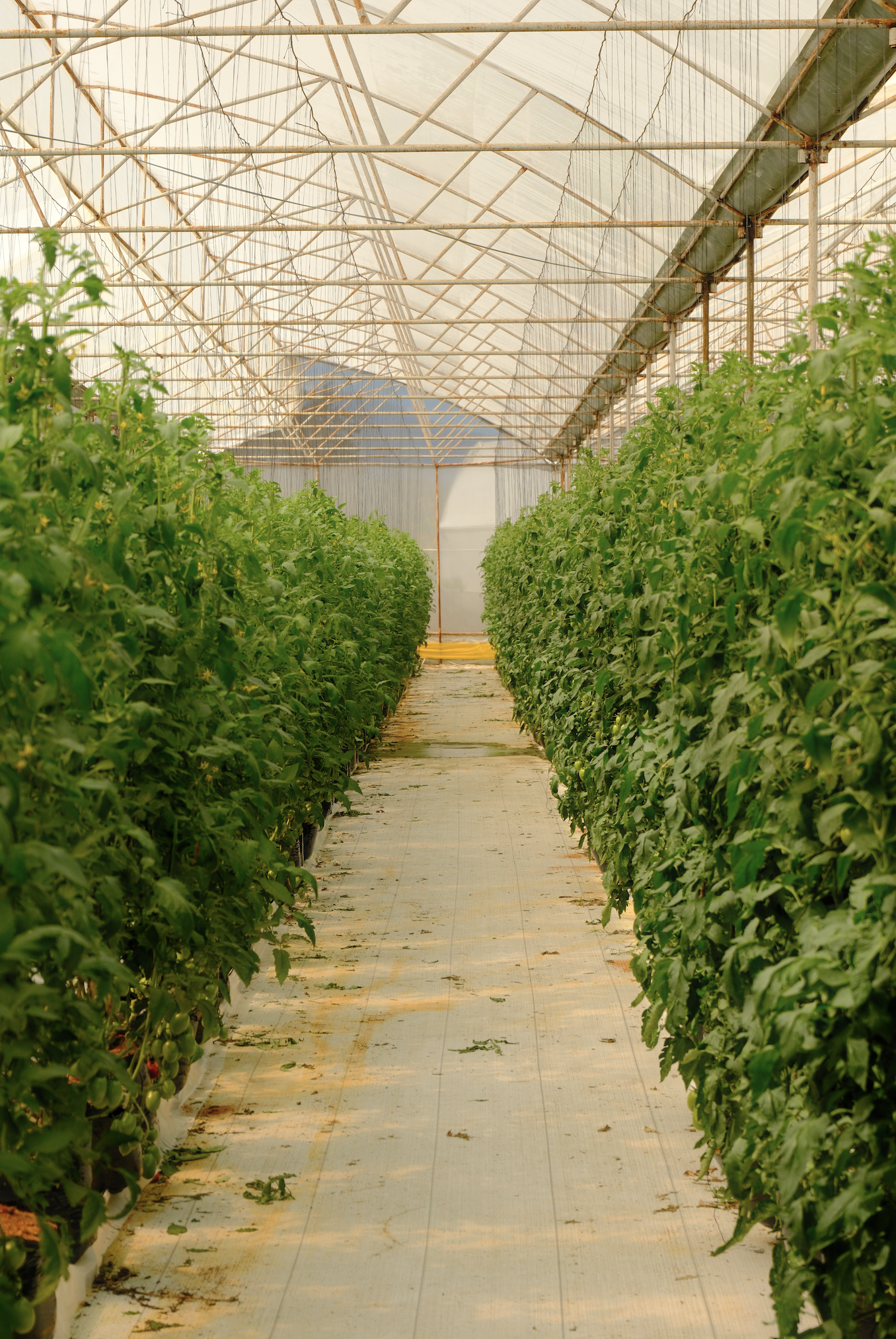 Learning about the family's tomato farm