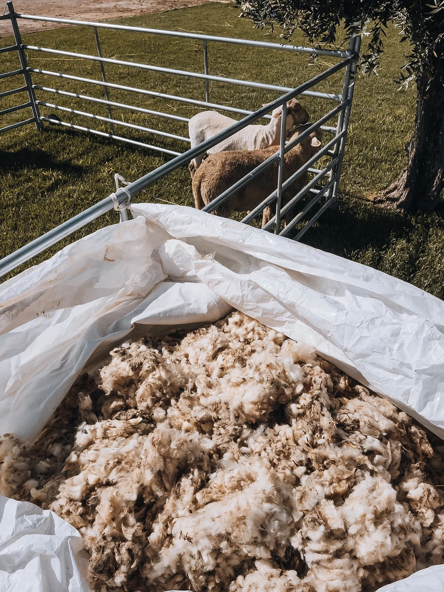 Hot weather, fresh layers ✂️🐑 
#groomingsessions #pastoalentejano
