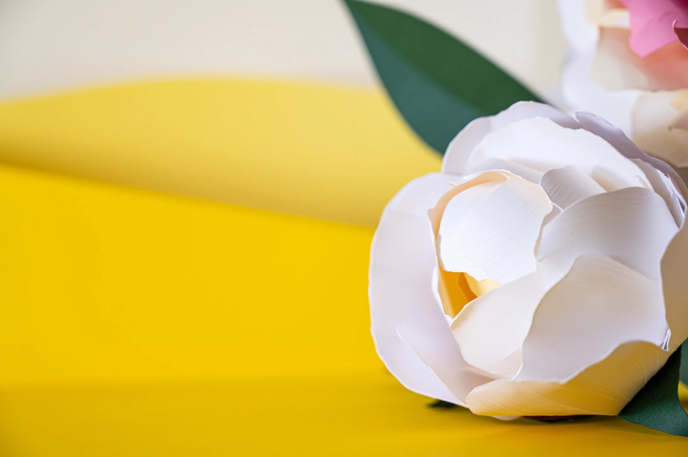 051_LR Mondi The Peonie © Laura Hinski Photography_220615.jpeg