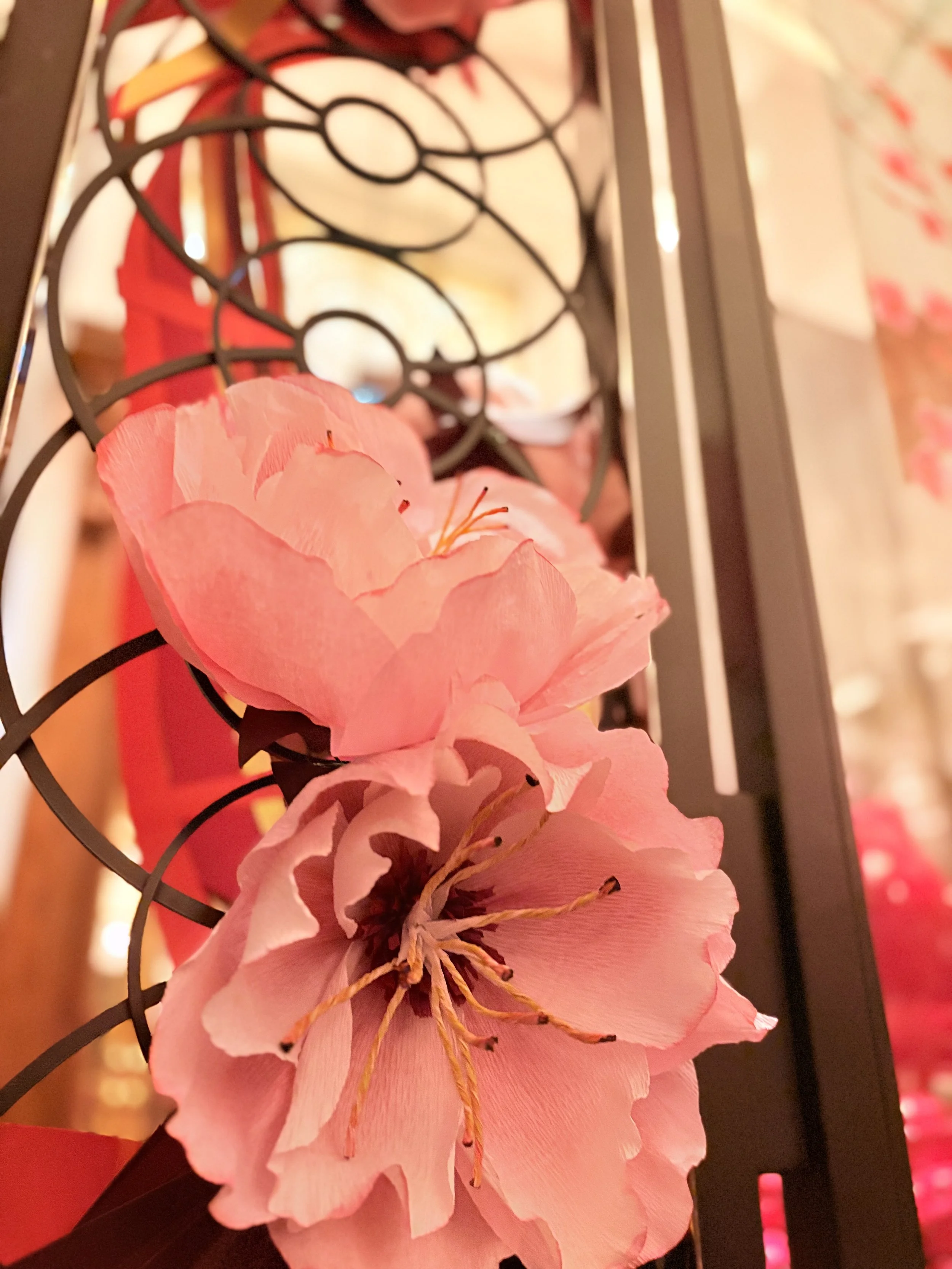 Hundreds of Cherry blossoms for Mie Ume resturant spring dipslay