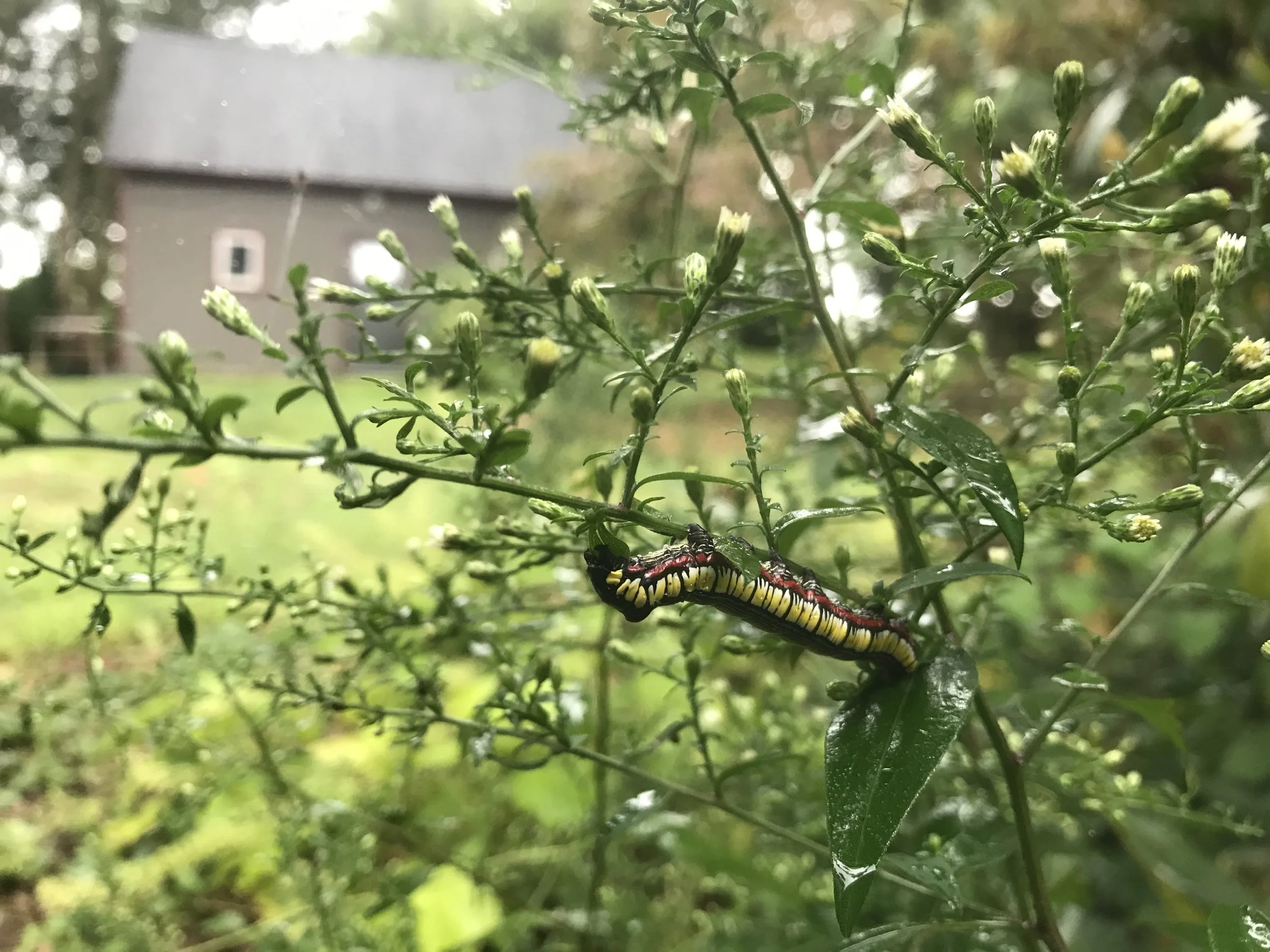 Brown-hooded owlet caterpillar on one of its host plants, Blue wood aster