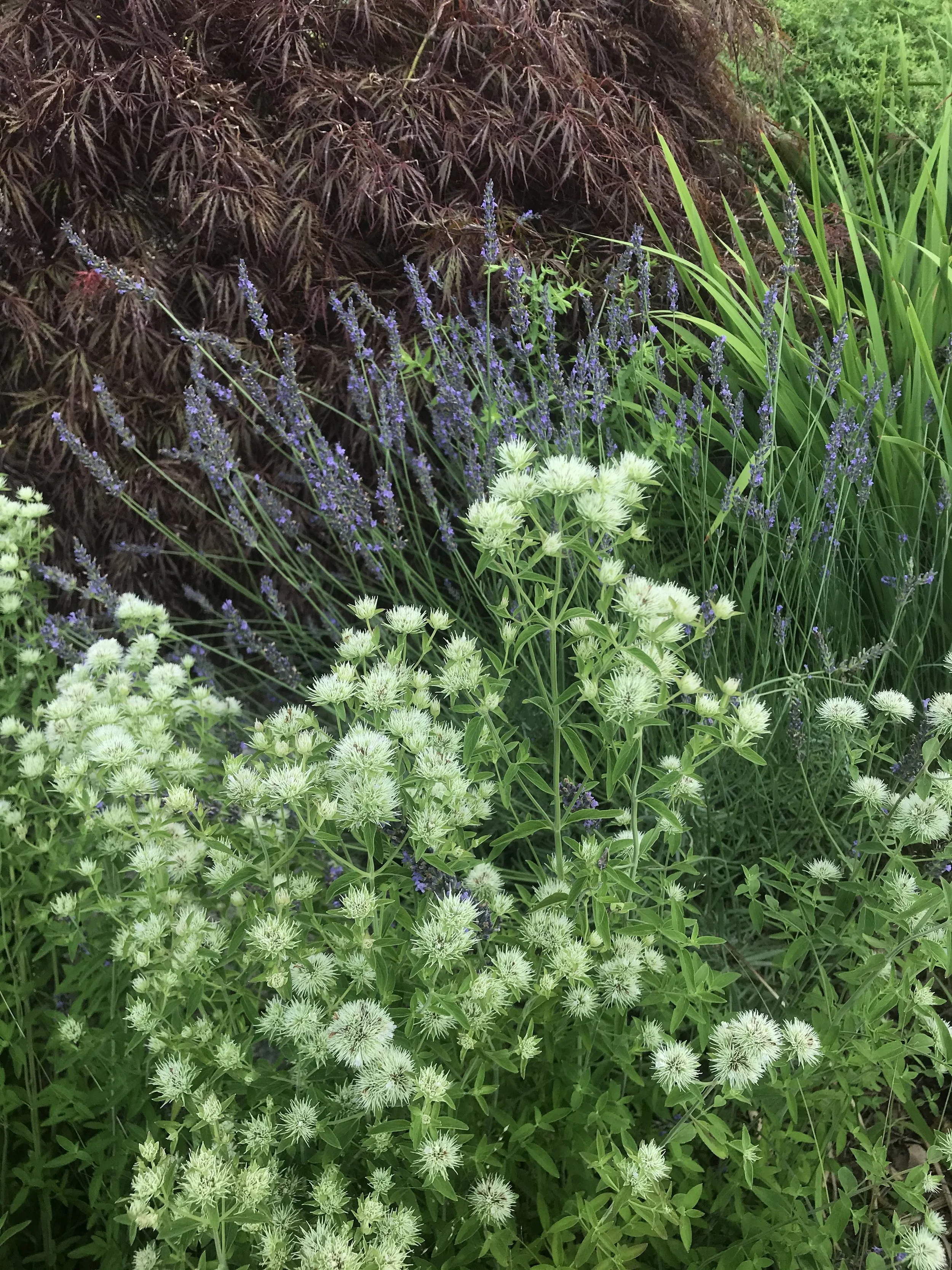 Flower and foliage combinations