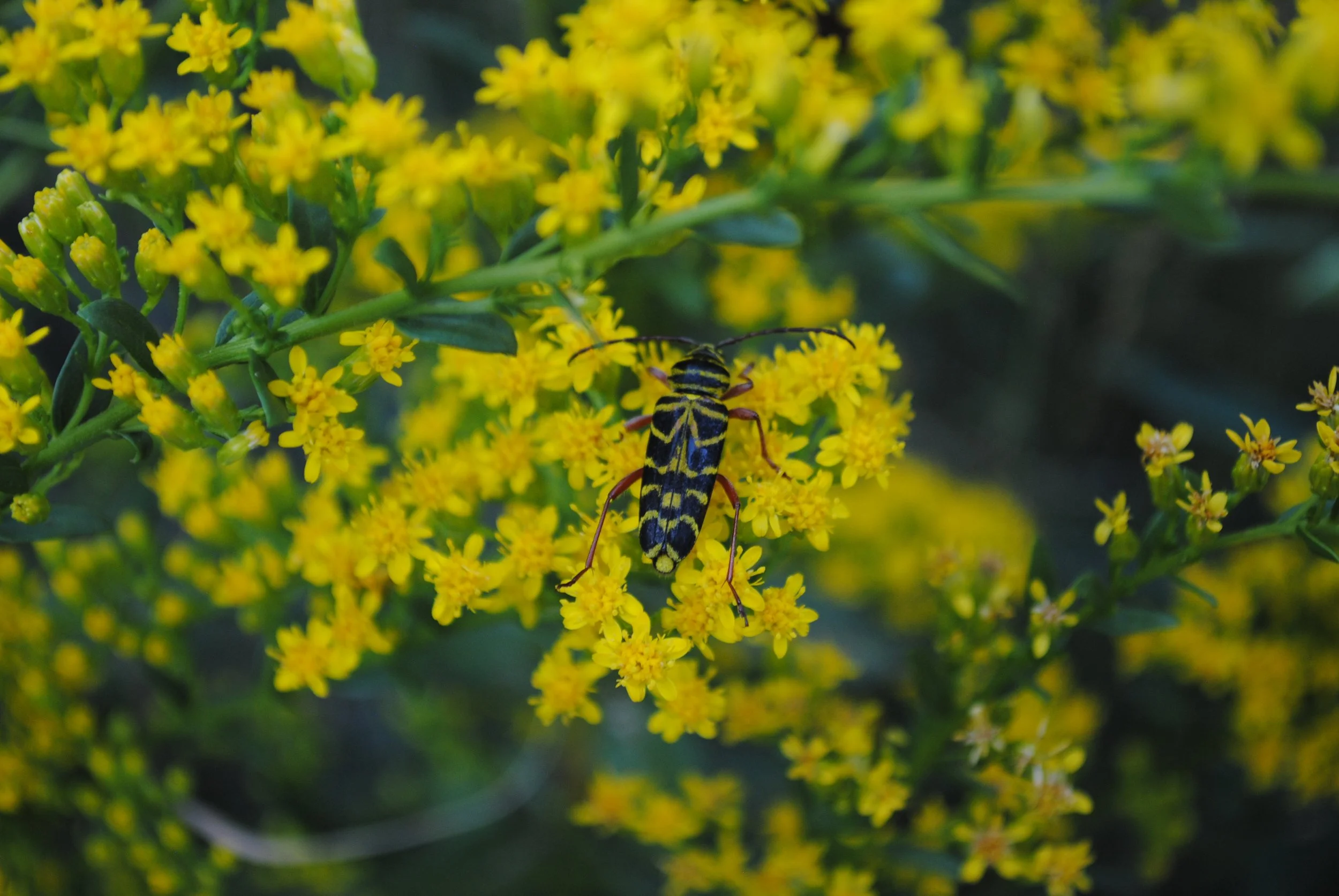 S Solar Cascade and bug 2.JPG