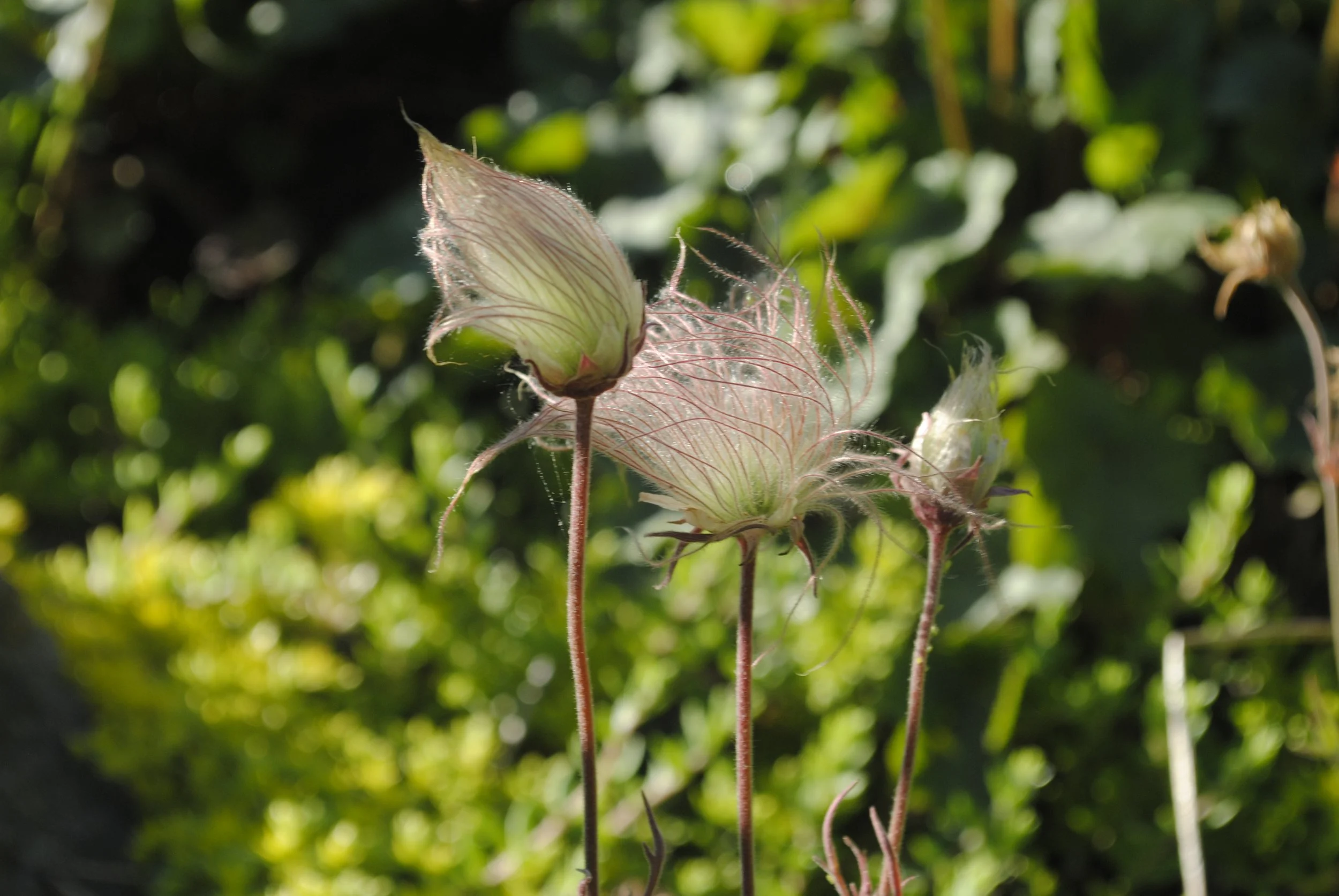 Prairie smoke