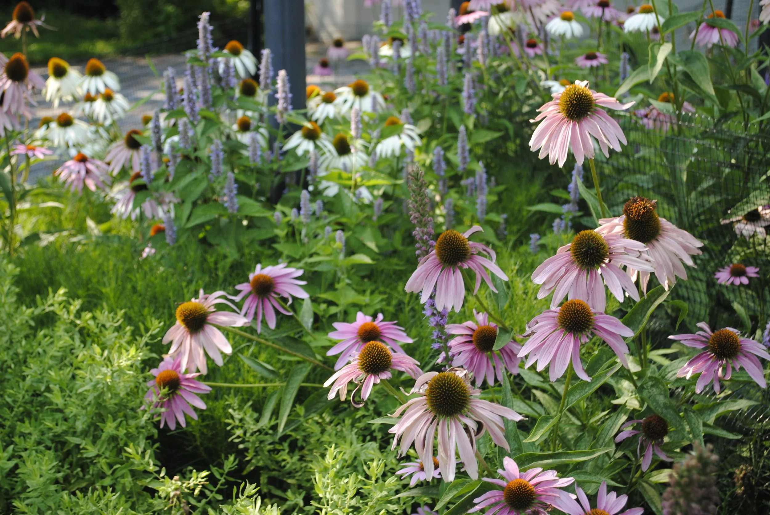 A Chadds Ford garden