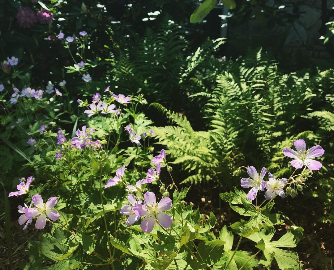 planting combination 2.jpg
