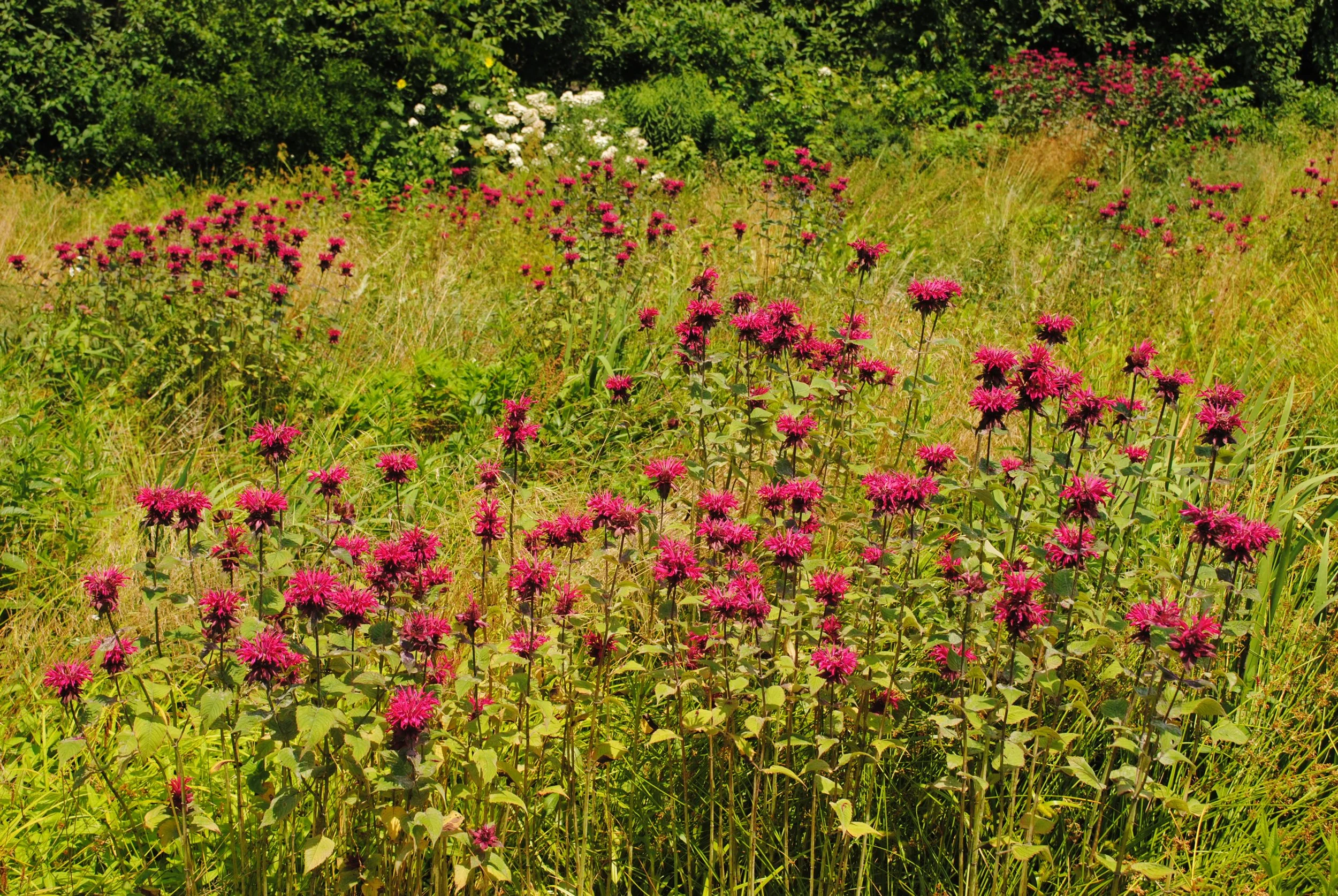 Rain garden with scarlet beebalm