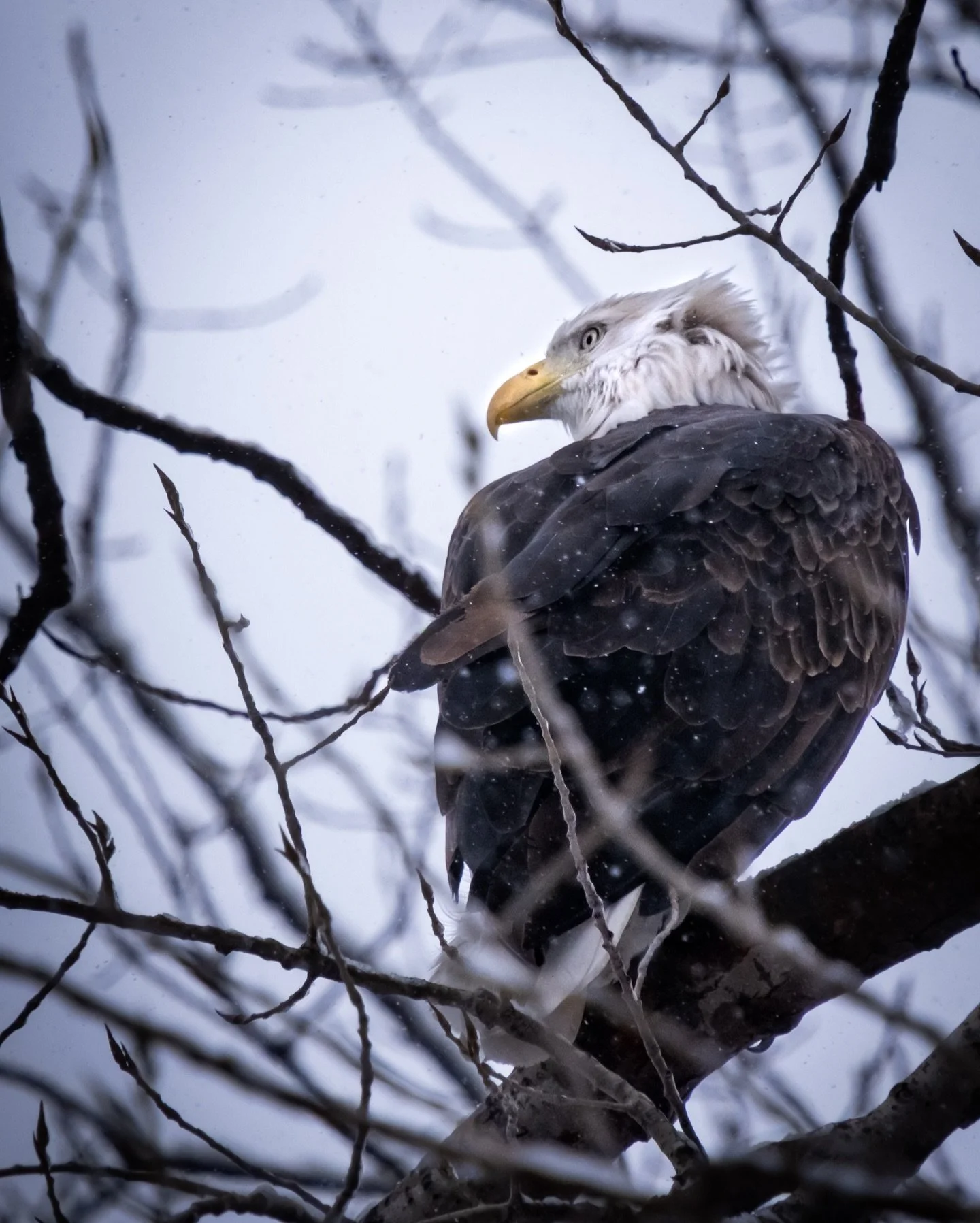 As the cold settles in and the sky turns that familiar winter gray, Kansas City starts to feel a little wilder. This is the time of year when the river quiets, the chance of snow hangs in the air, and the eagles make their return.

If you&rsquo;re ou